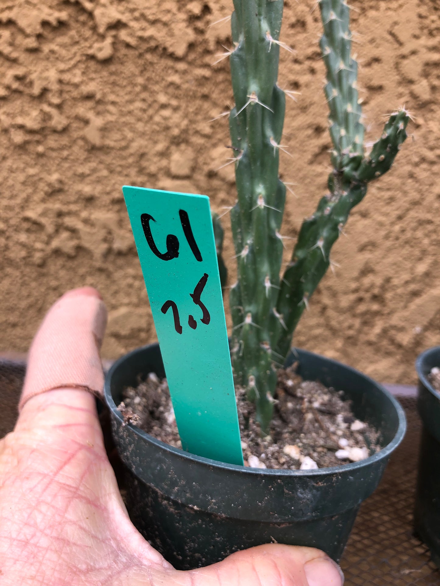 Cylindropuntia imbricata Buckhorn Cholla 7.5”Tall #61G