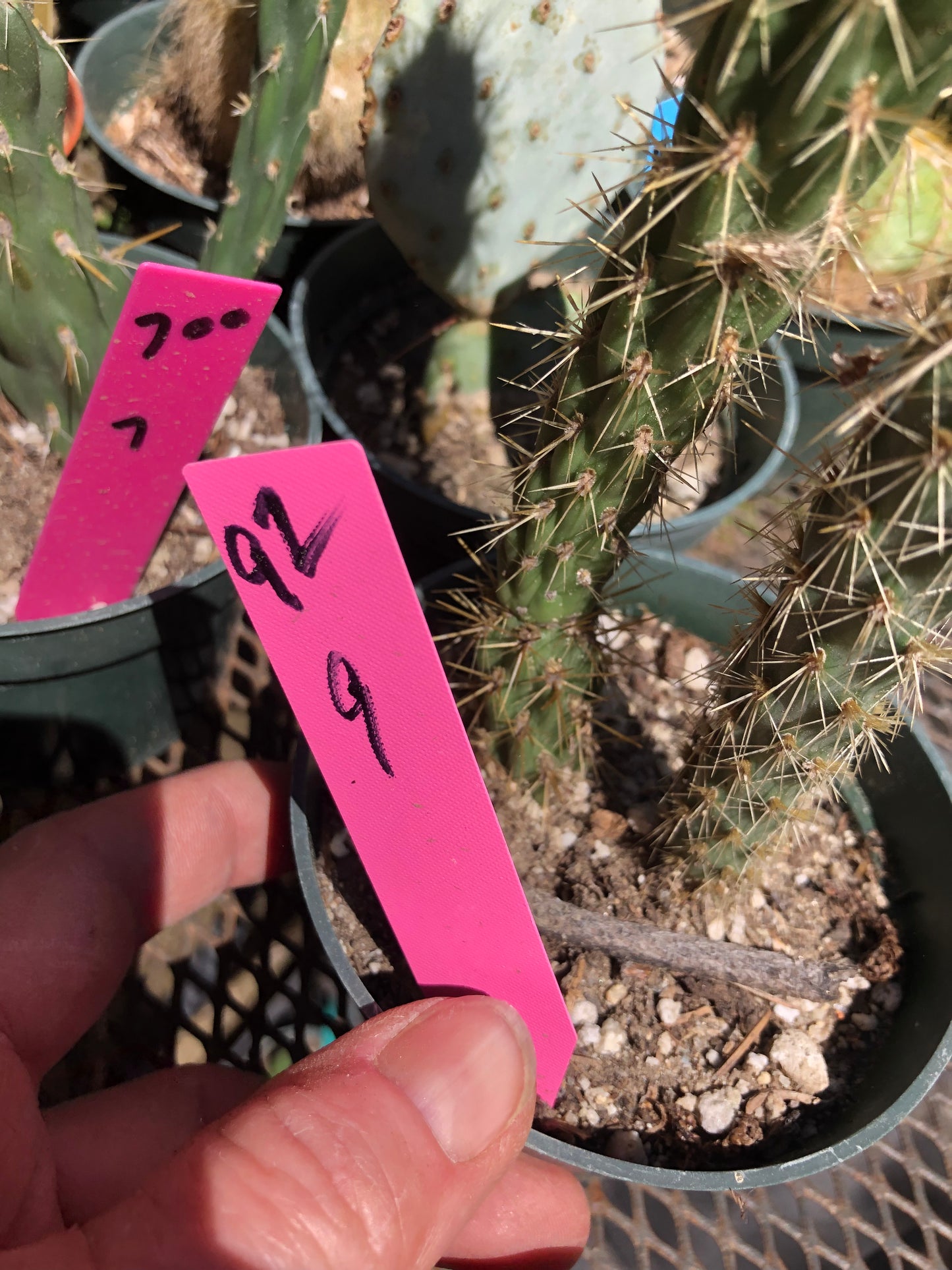 Cholla Cylindropuntia Imbricata Buckhorn 9"Tall #92P