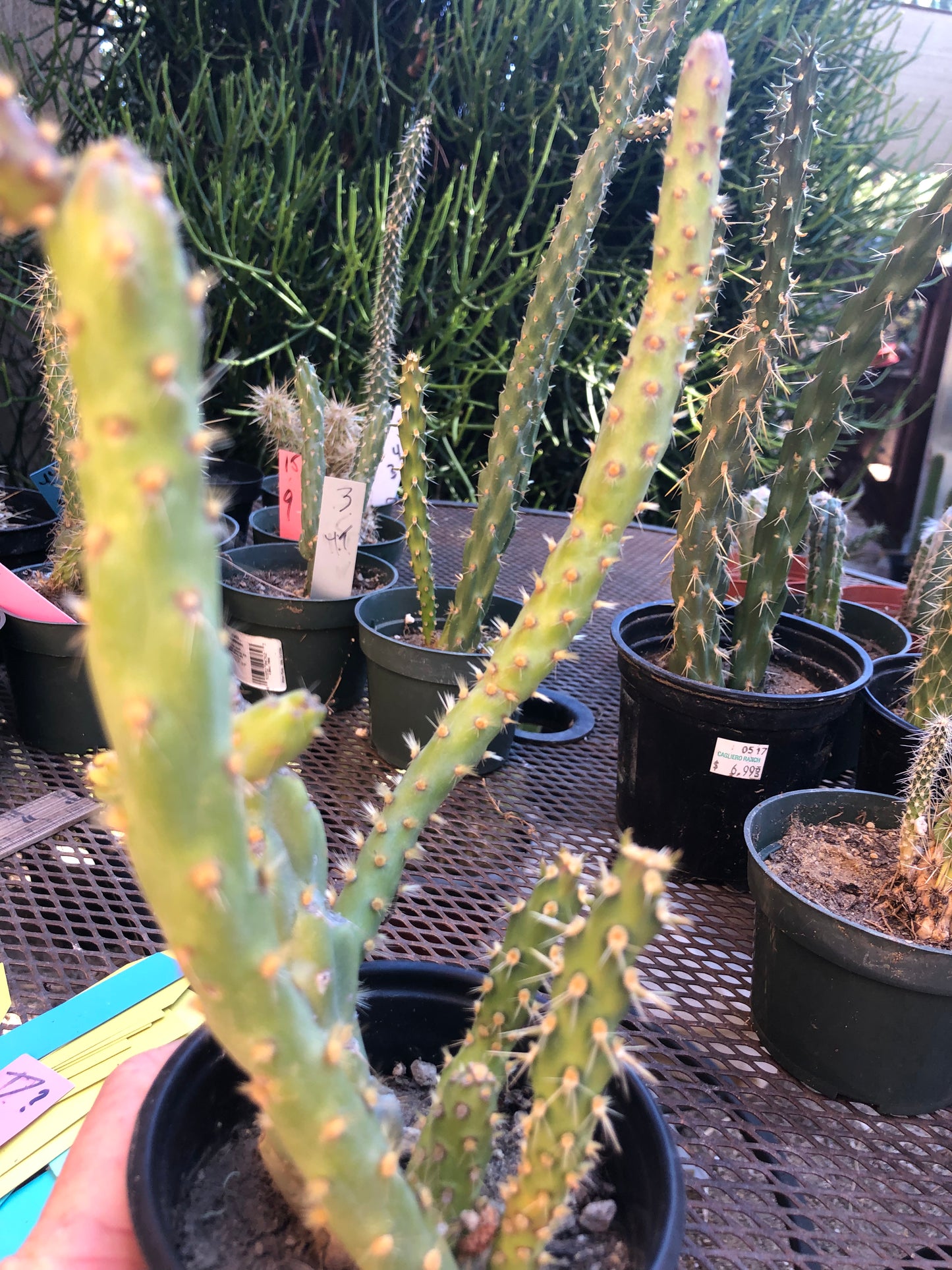 Cylindropuntia imbricata Buckhorn Cholla 9”Tall #7R