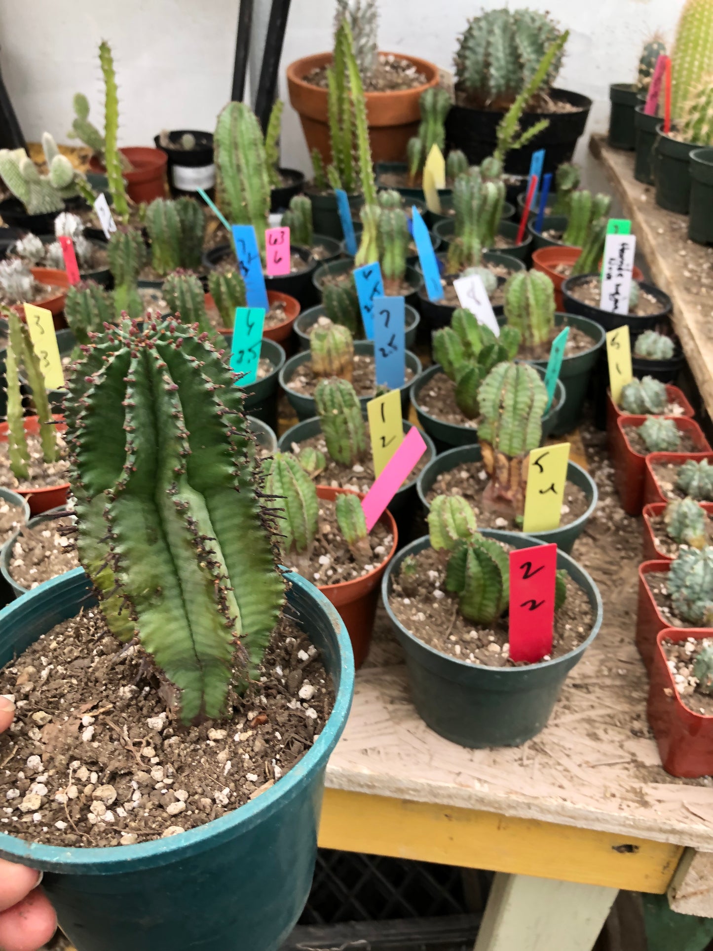 Euphorbia anoplia Green Tanzanian Zipper 5.5"Tall #80W