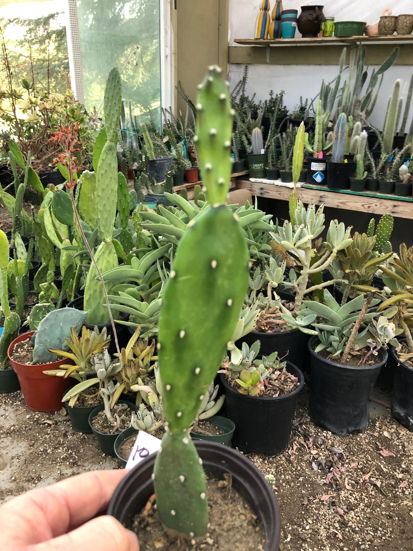 Opuntia canterae elata Ground Crawler 10"T #10W