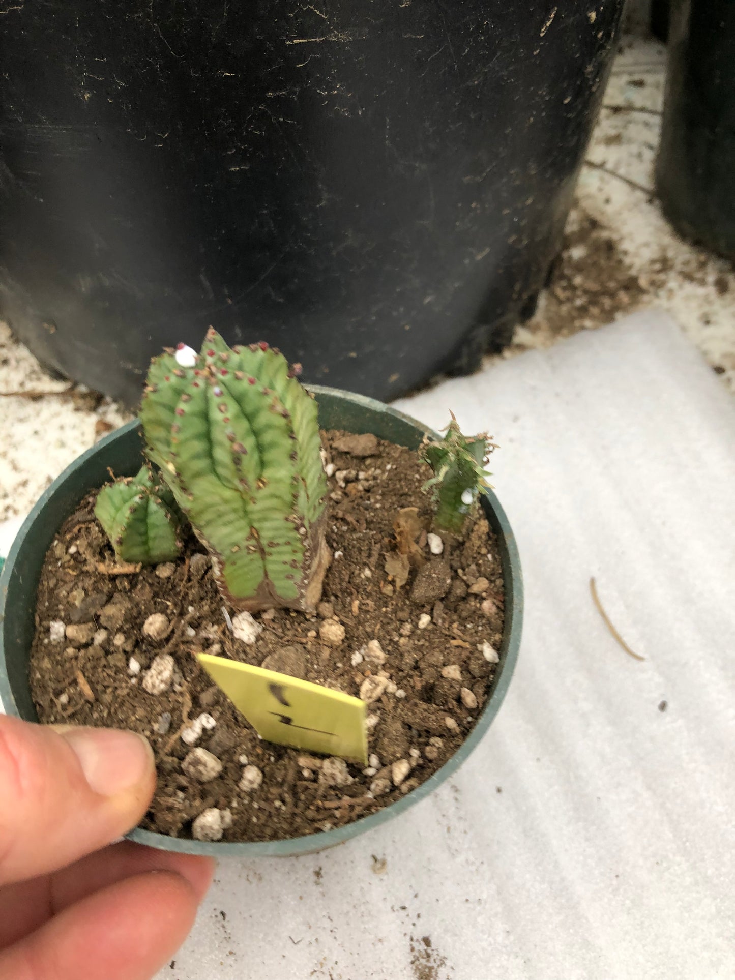 Euphorbia anoplia Green Tanzanian Zipper 2"Tall #1Y