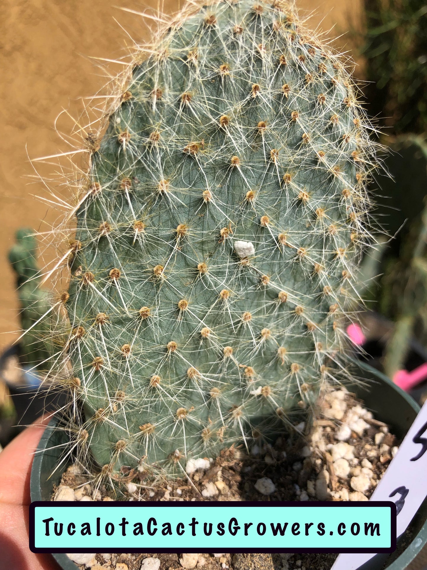 Opuntia pilifera (Cocoche loco) 5"T 3"W #5W