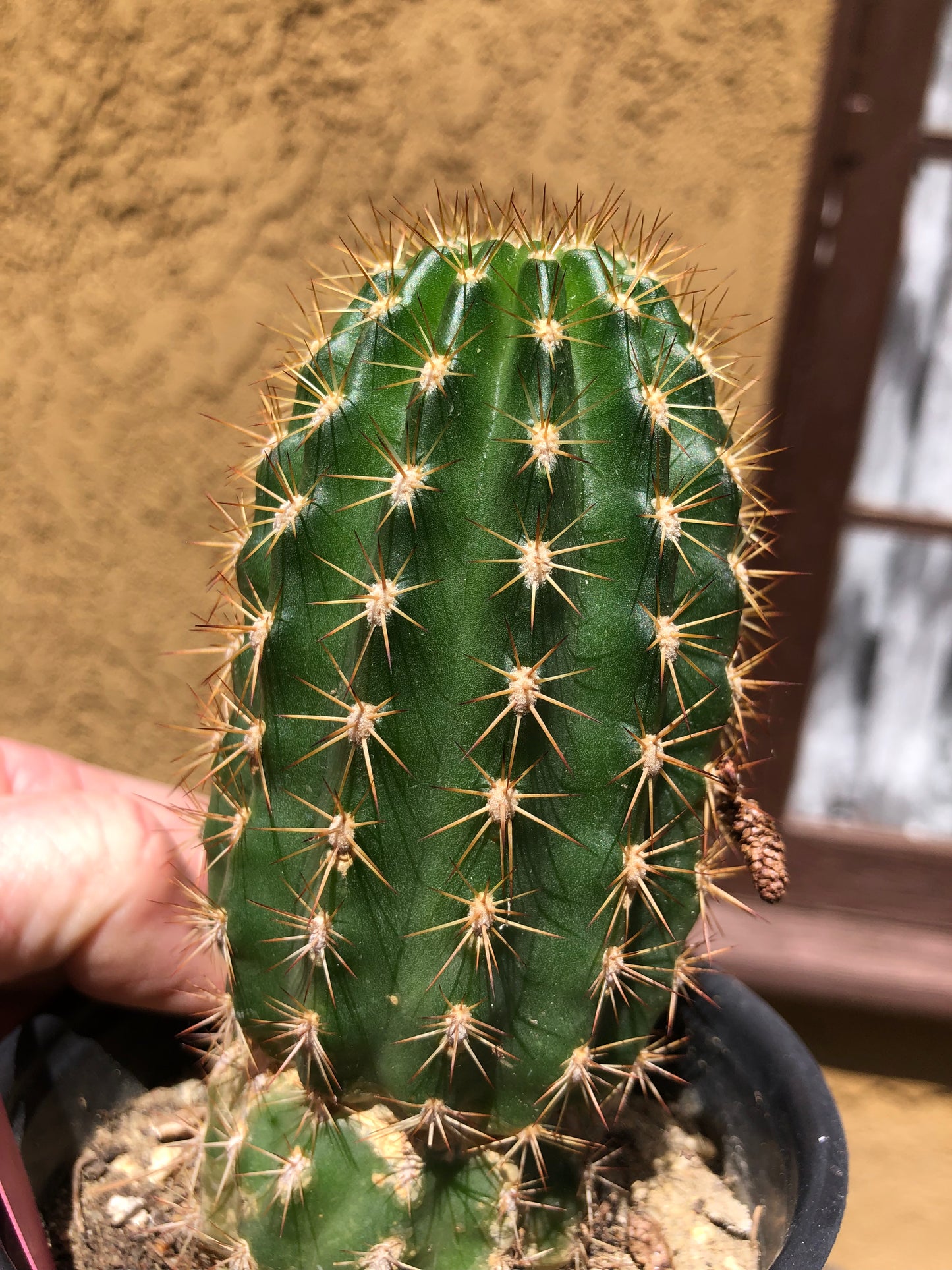 Trichocereus grandiflorus Torch 5” Tall #11P