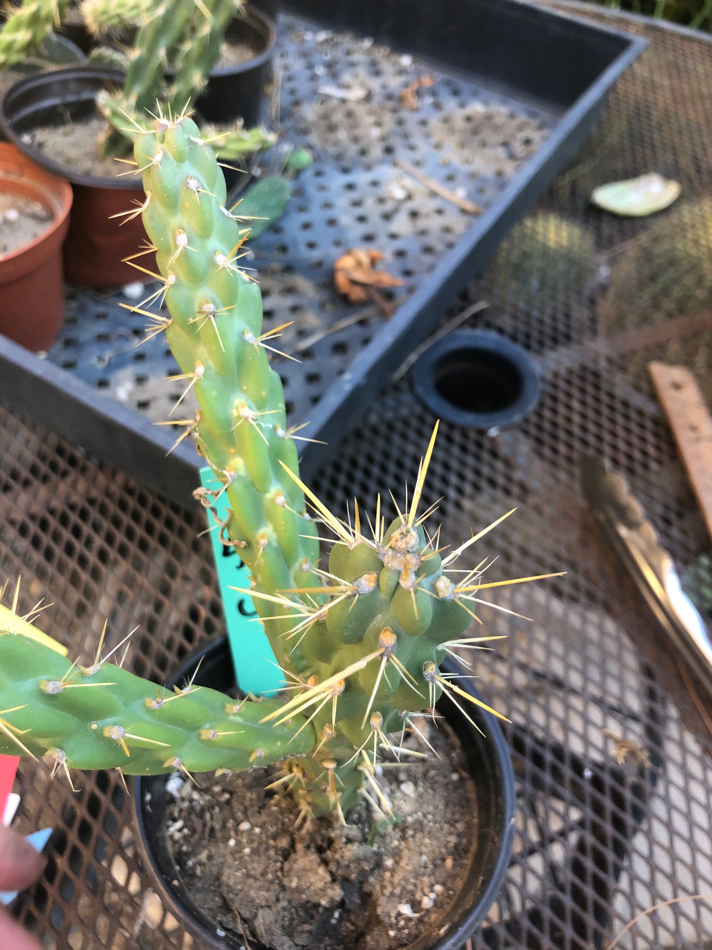 Cylindropuntia imbricata Buckhorn Cholla 5”Tall #5G