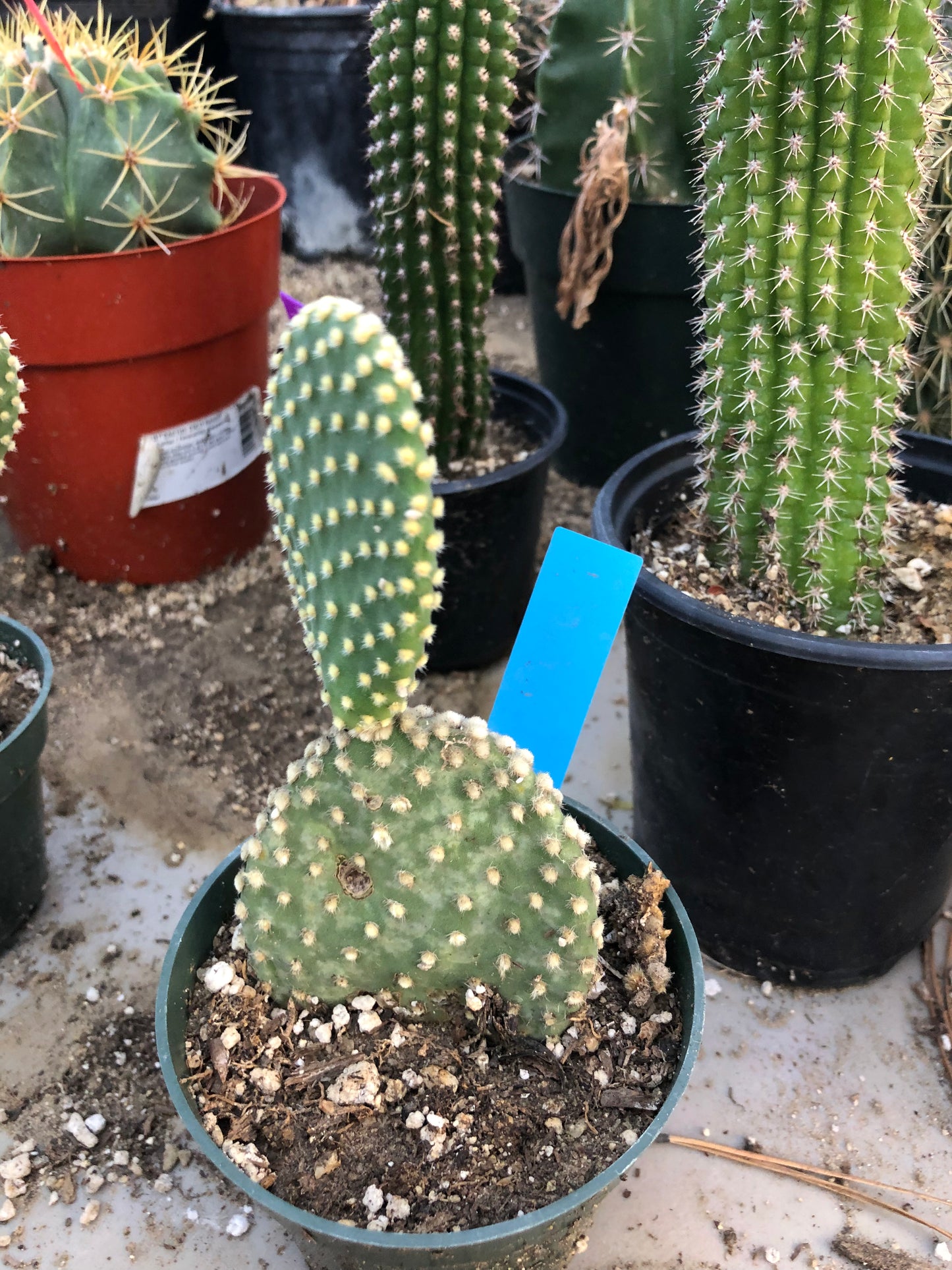 Opuntia microdasys Off White Bunny 5"Tall #51B