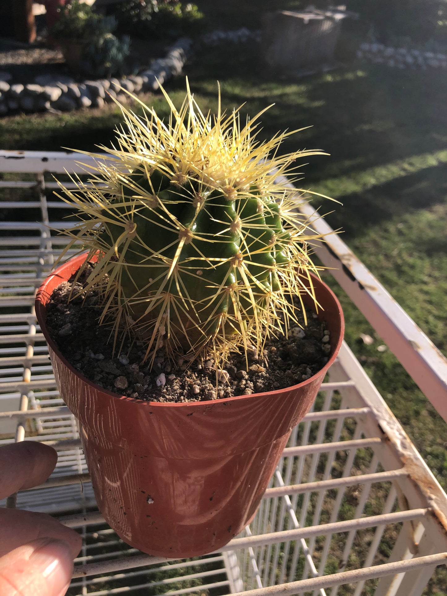 grusonii Golden Barrel 4"Wide #4G