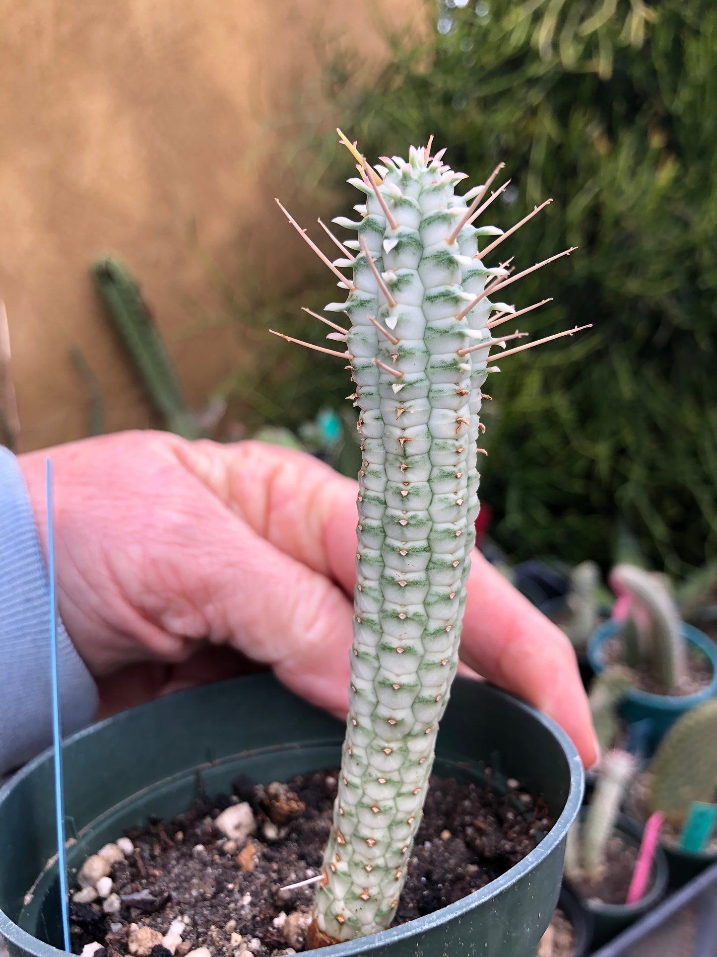 Euphorbia mammillarias variegata Corn Cob 4.5"Tall #1B