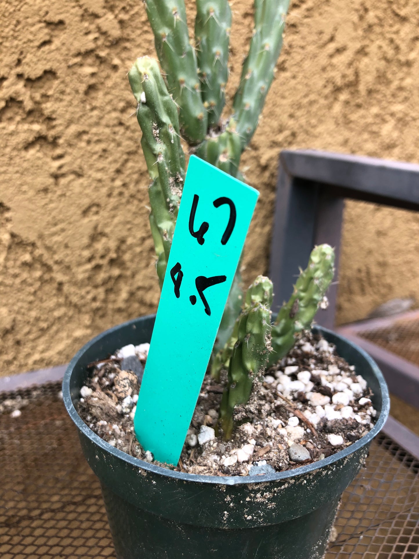 Cylindropuntia imbricata Buckhorn Cholla 7.5”Tall #61G