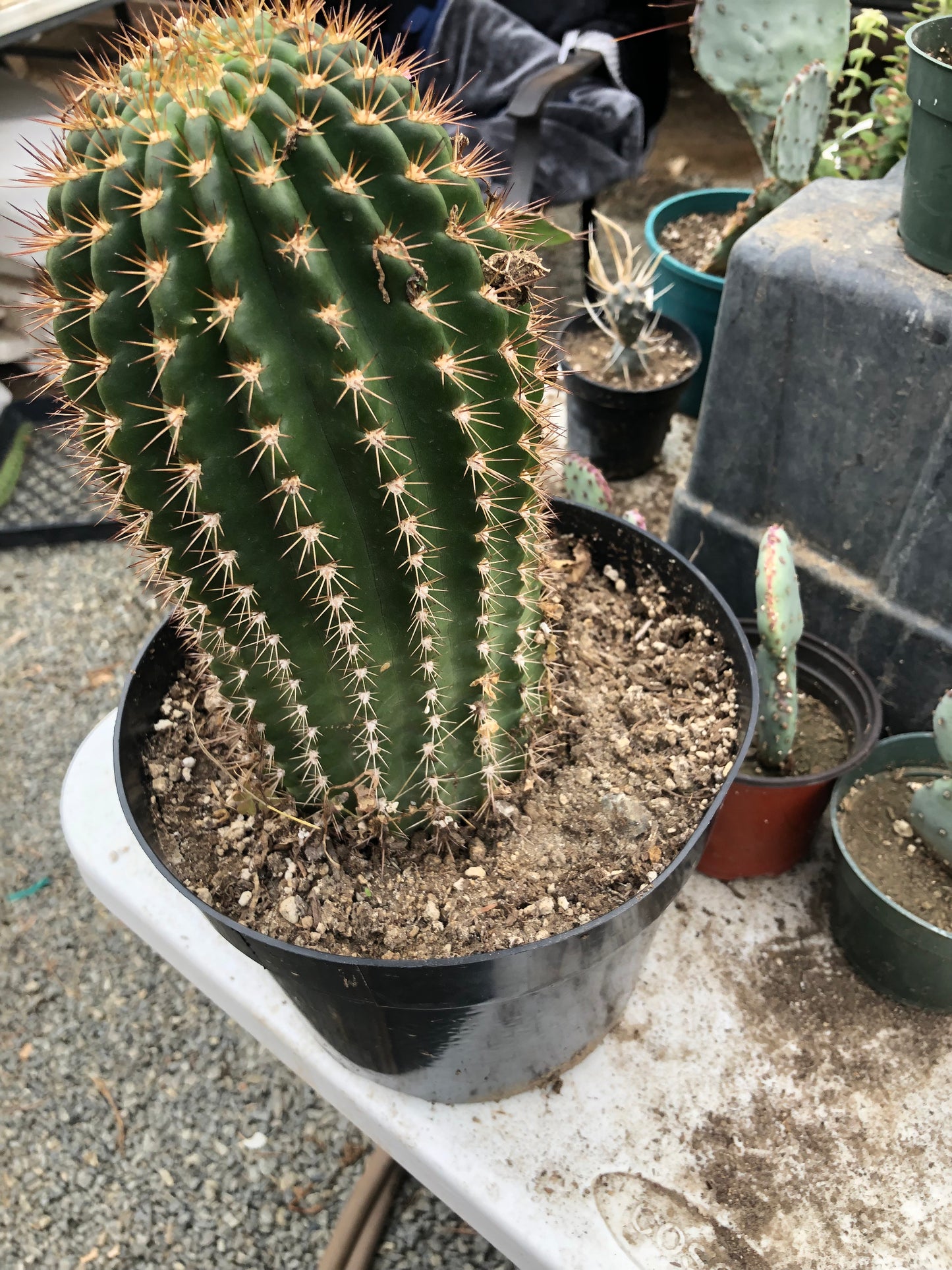 Trichocereus grandiflorus Torch 6" T 4.5"W #16Y