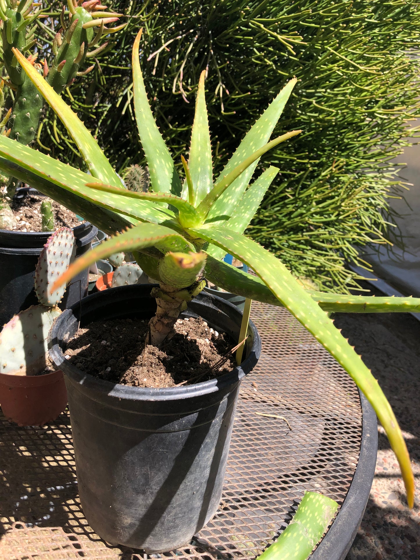 Aloe dorotheae 12" Tall 19" Wide #191Y