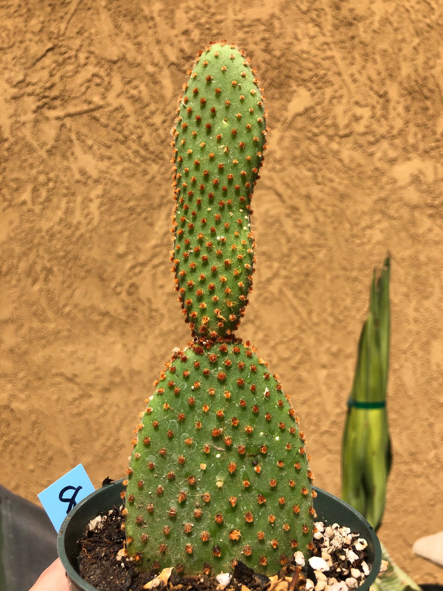Opuntia microdasys Cinnamon 6.5"T #8B