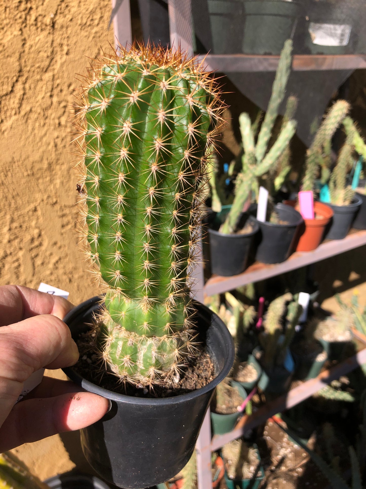 Trichocereus grandiflorus Torch Cactus 8" Tall #8W