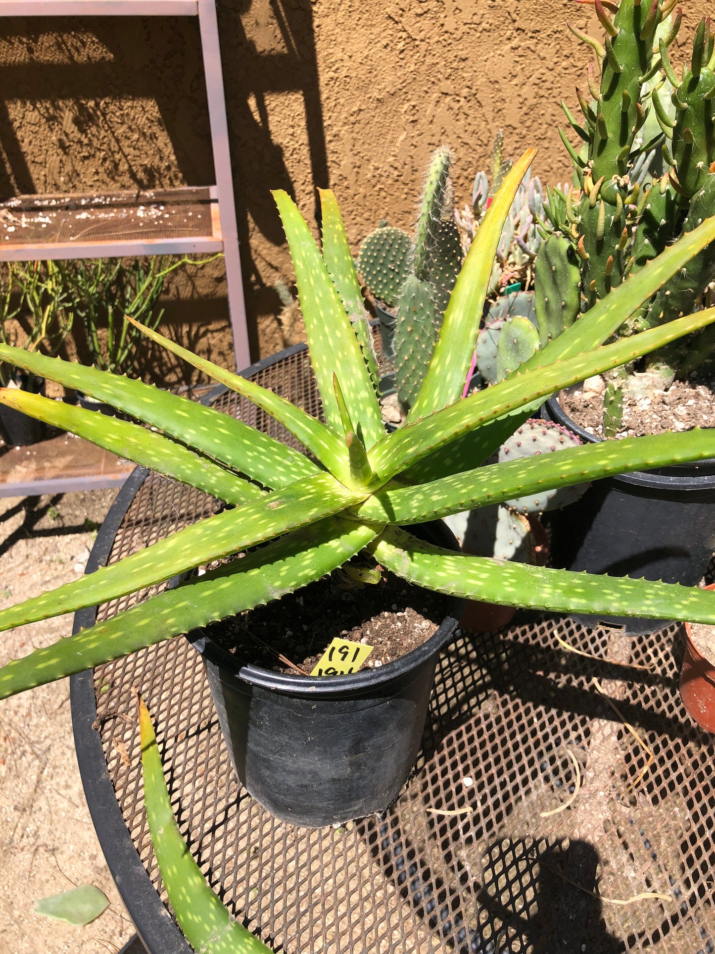 Aloe dorotheae 12" Tall 19" Wide #191Y