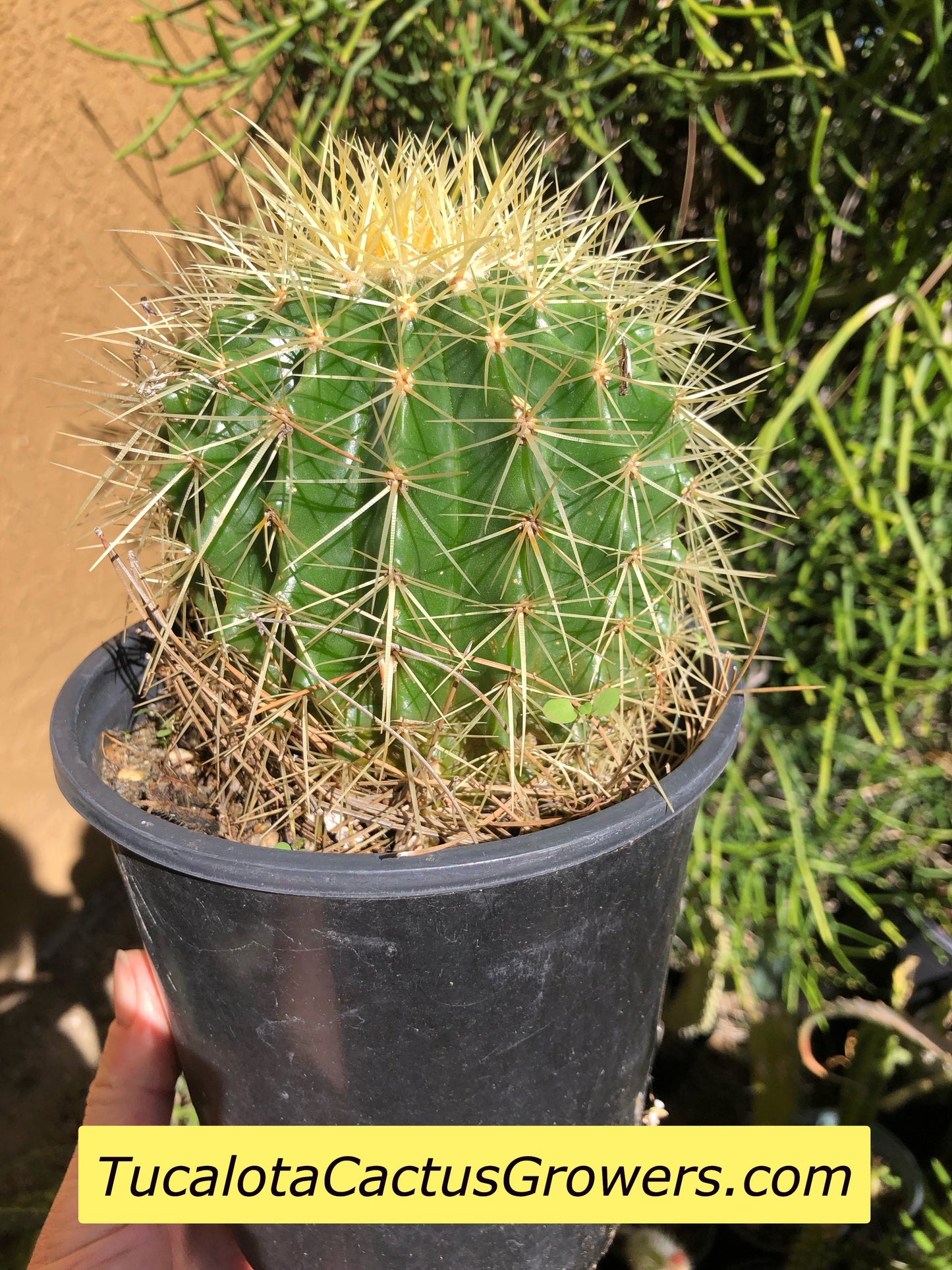 Echinocactus grusonii Golden Barrel 5"Wide #7G