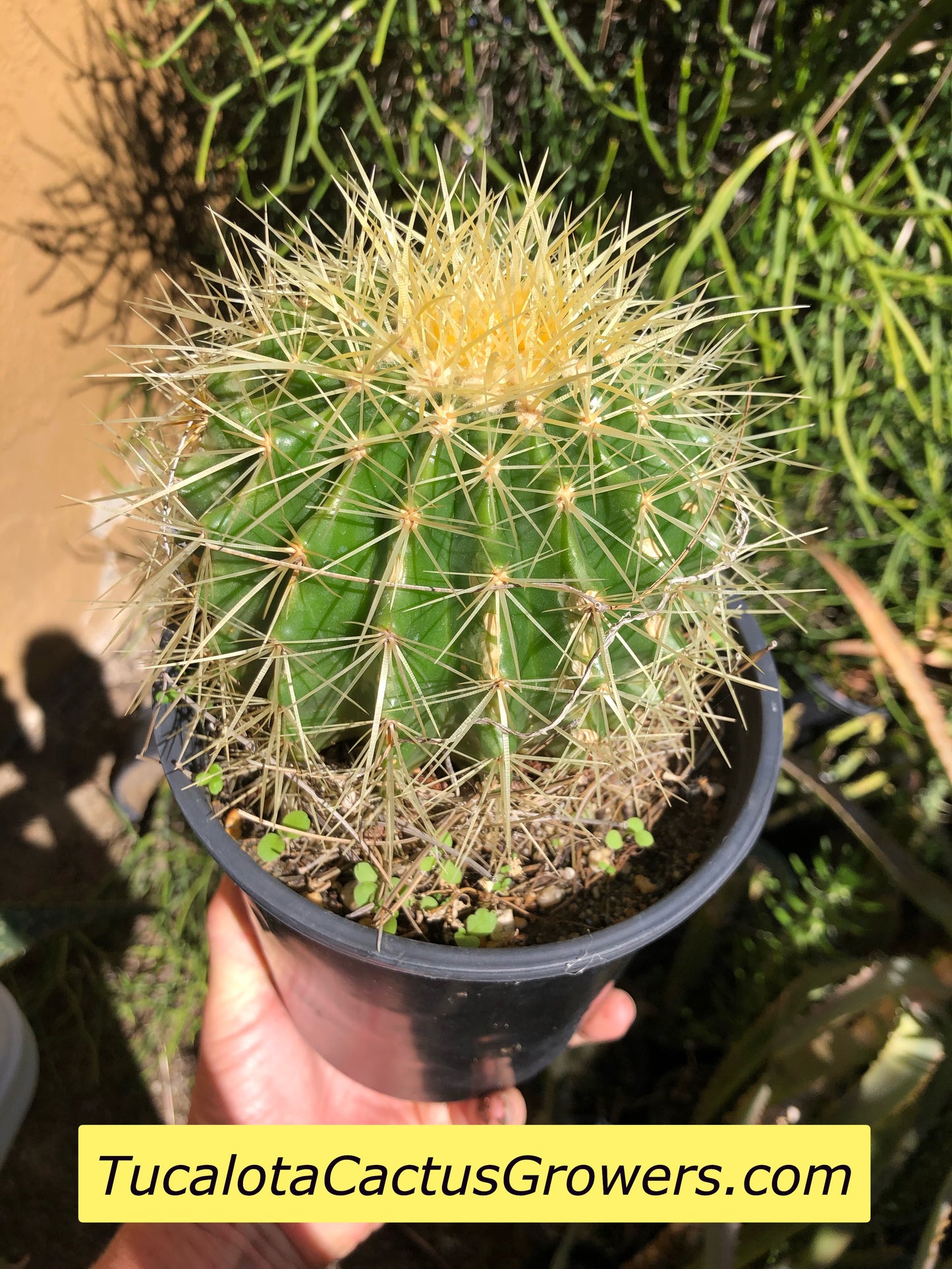Echinocactus grusonii Golden Barrel 5"Wide #7G
