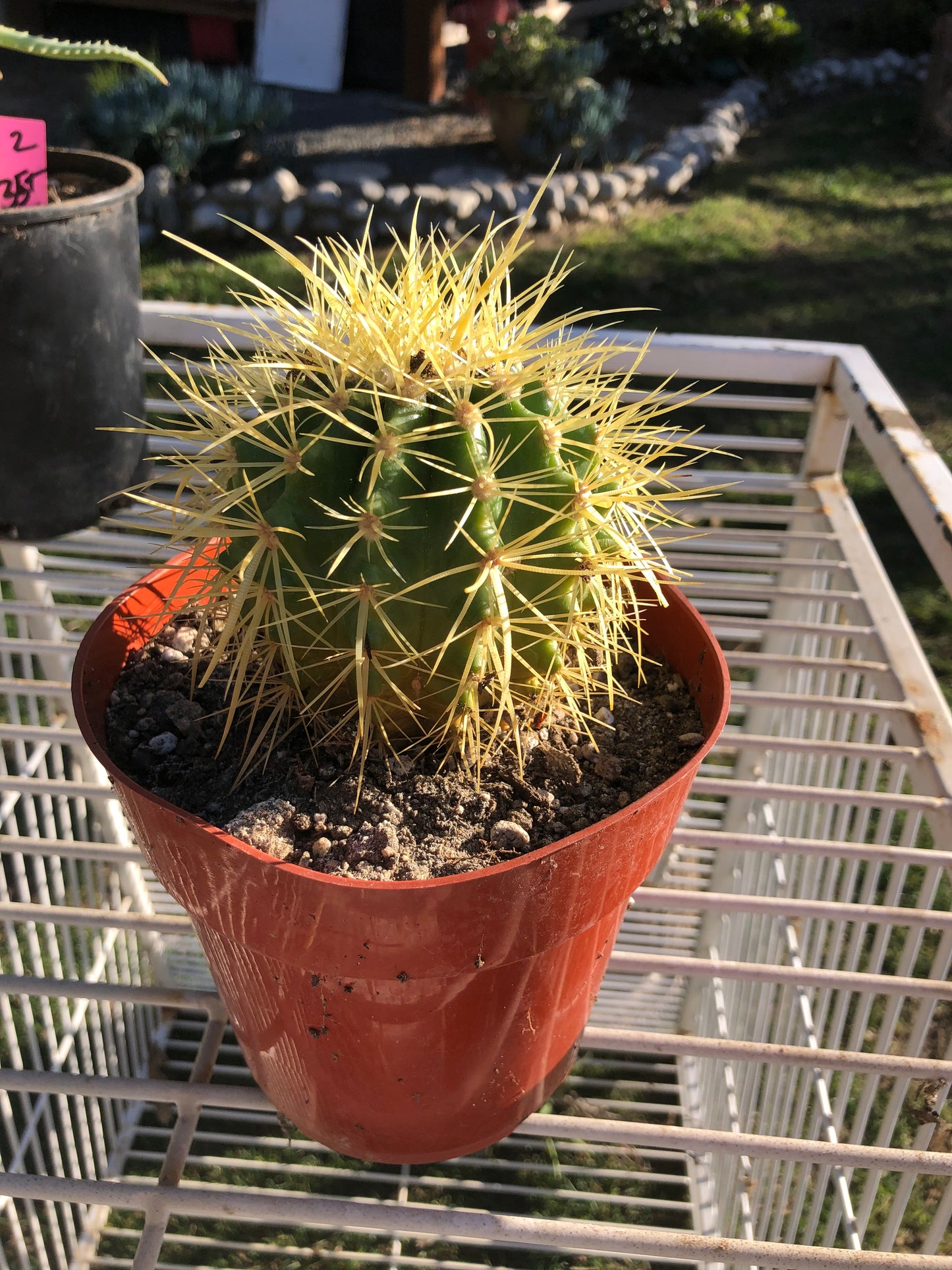 grusonii Golden Barrel 4"Wide #4G