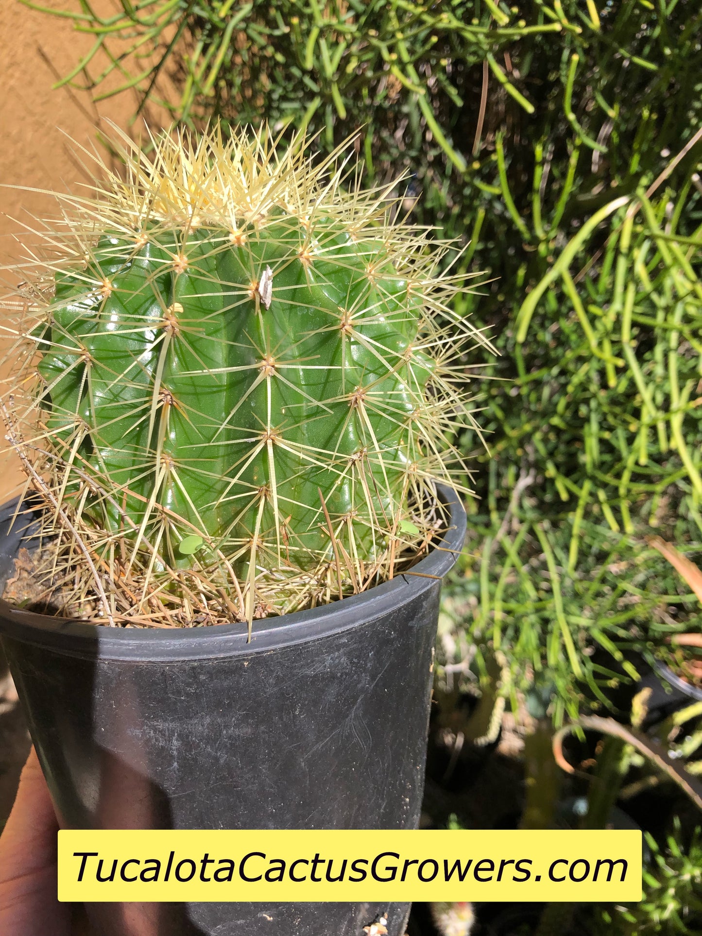 Echinocactus grusonii Golden Barrel 5"Wide #7G