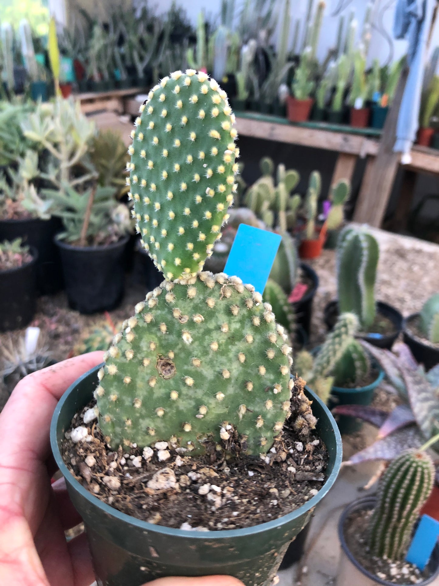 Opuntia microdasys Off White Bunny 5"Tall #51B