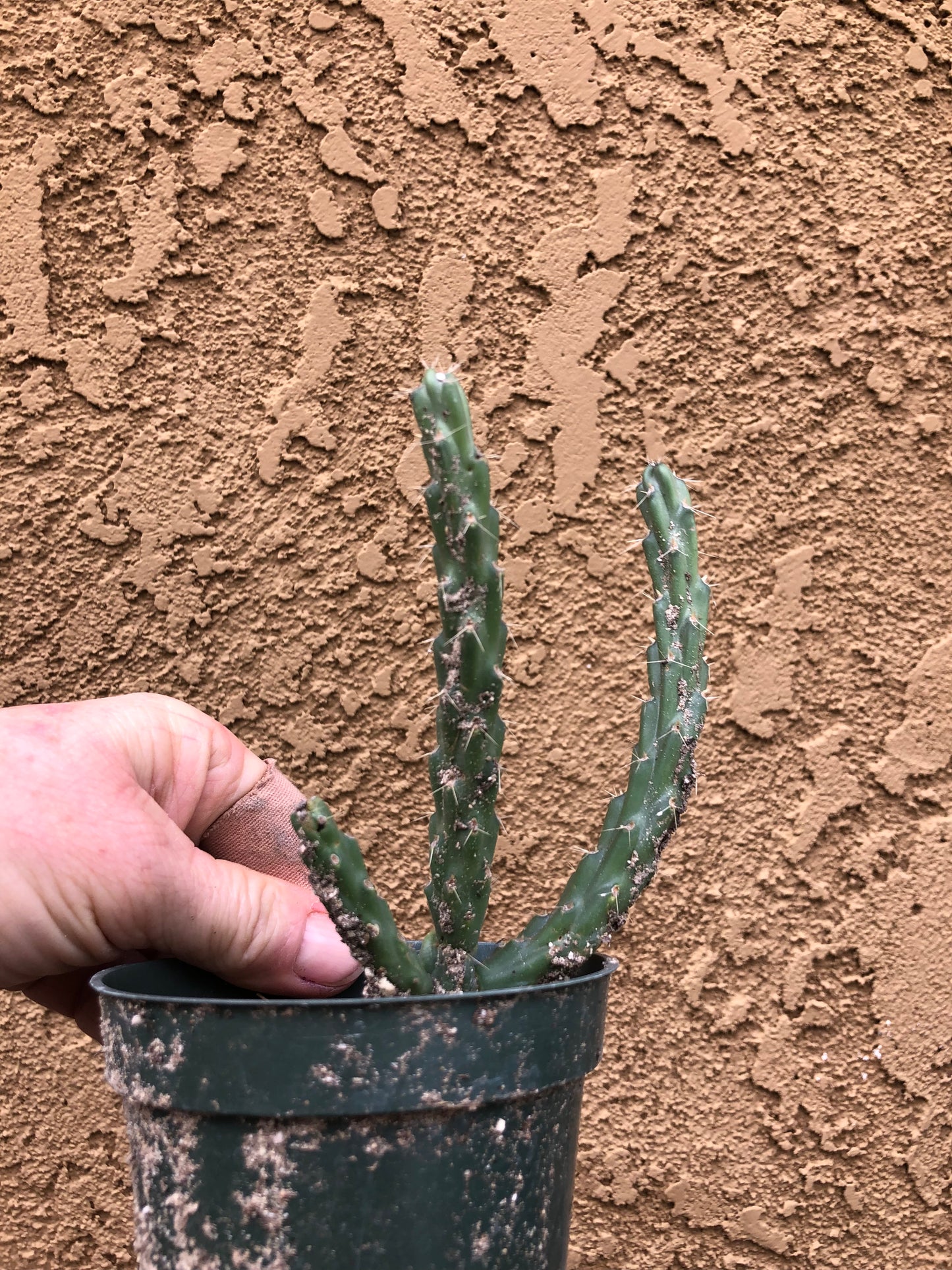Cylindropuntia imbricata Buckhorn Cholla 5”Tall #60P
