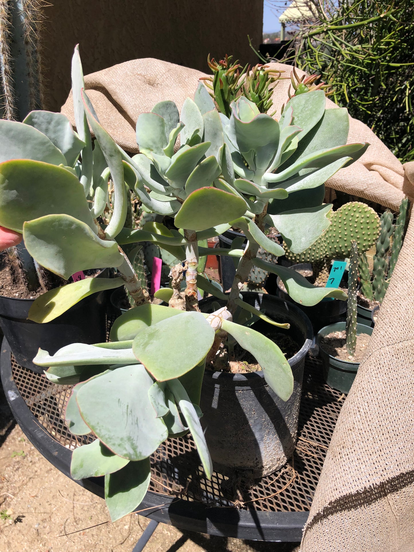 Cotyledon Silver Waves 16"Tall #160B