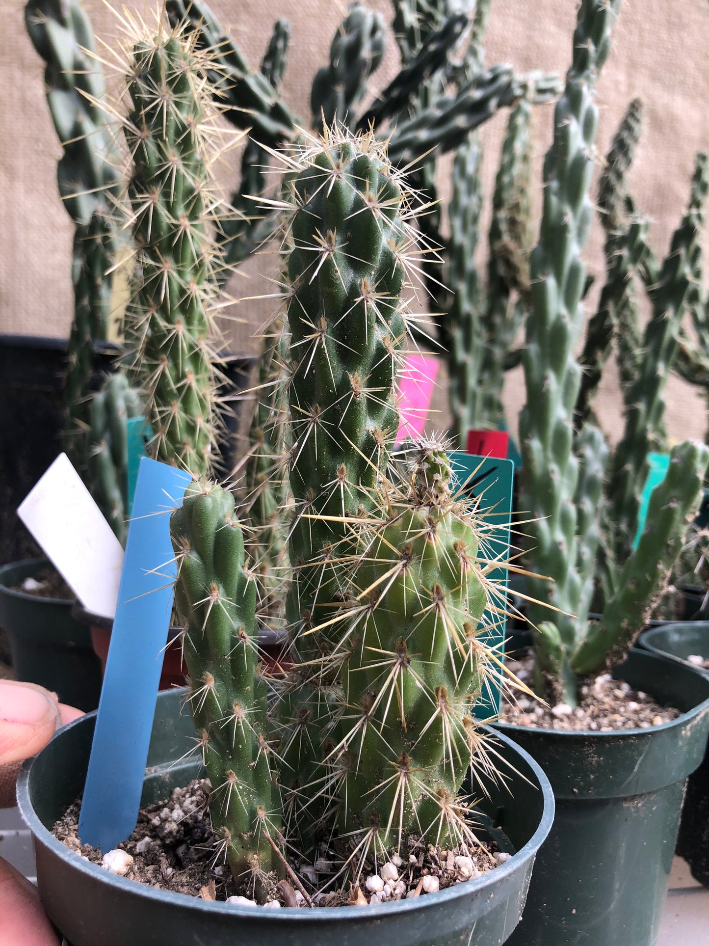 Cylindropuntia imbricata Buckhorn Cholla 6”Tall #15B