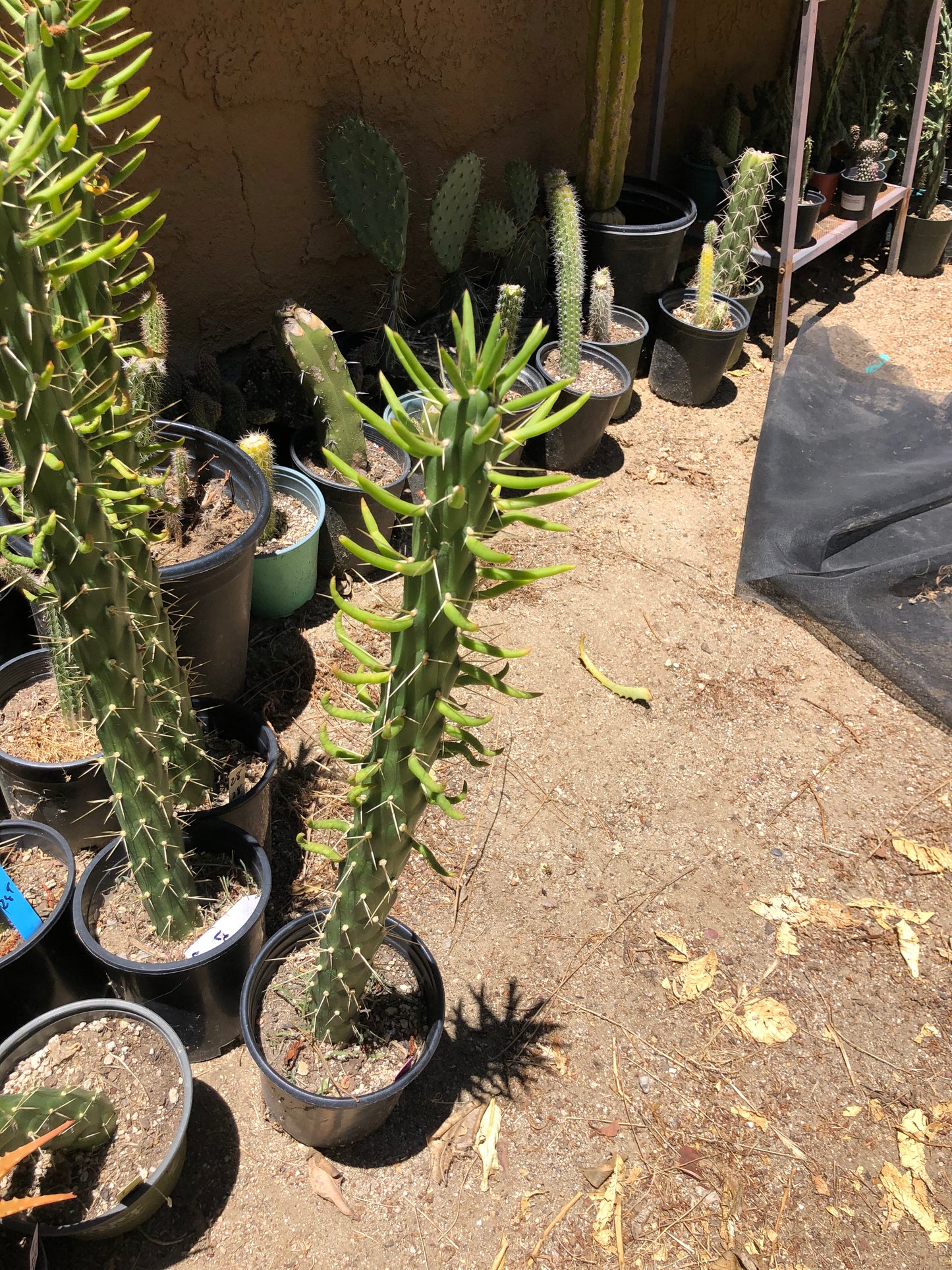 Austrocylindropuntia Full Size Eve's Needle 26"Tall #26P