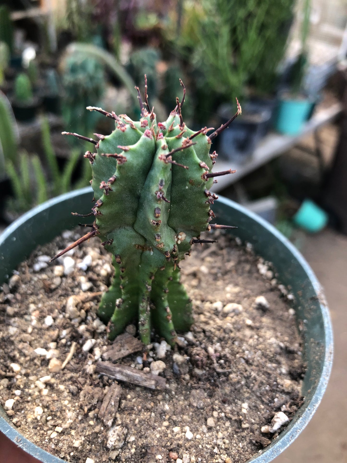 Euphorbia anoplia Green Tanzanian Zipper 2.5"Tall  #2B