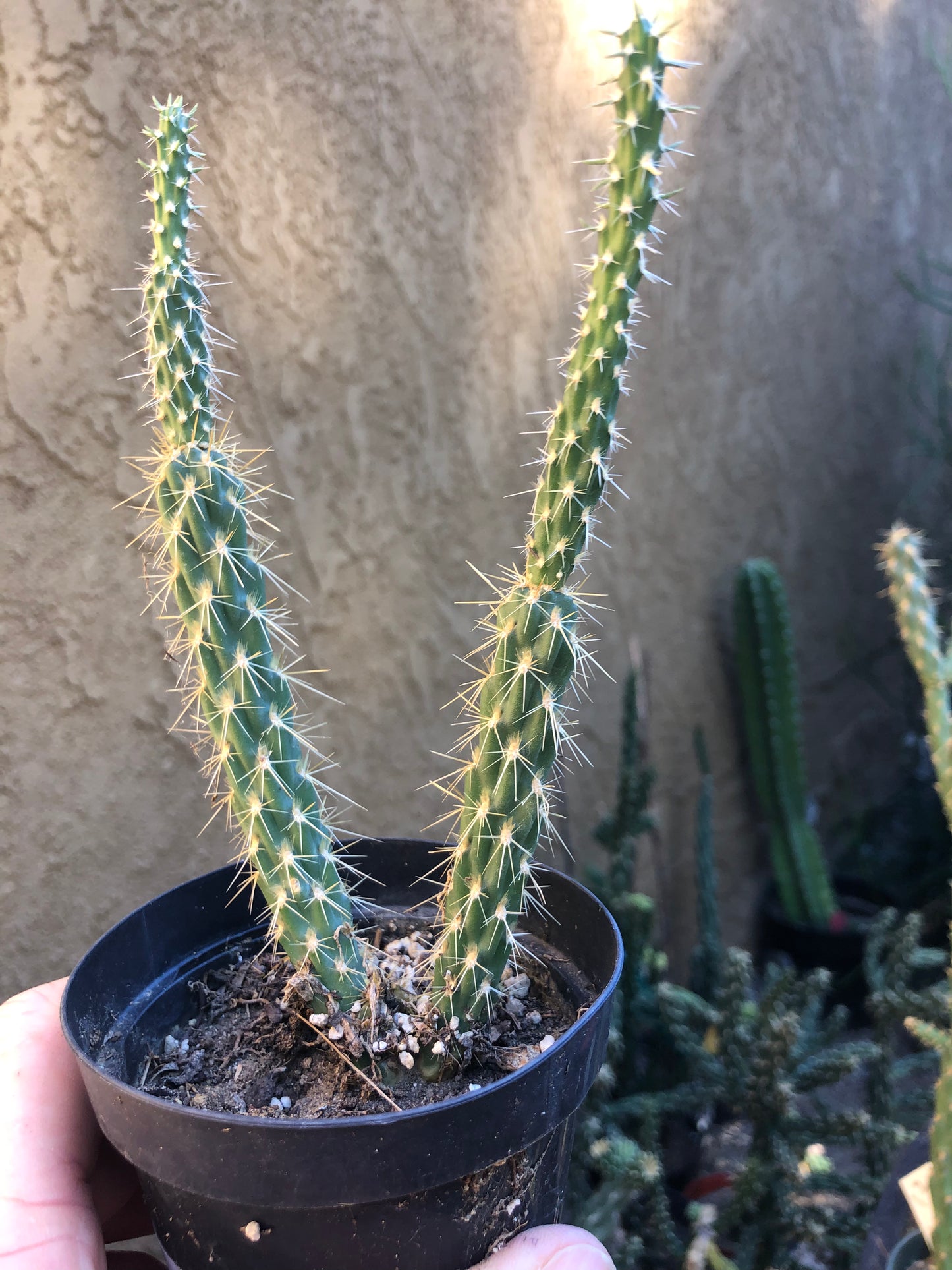 Cylindropuntia imbricata Buckhorn Cholla 11”Tall #5B