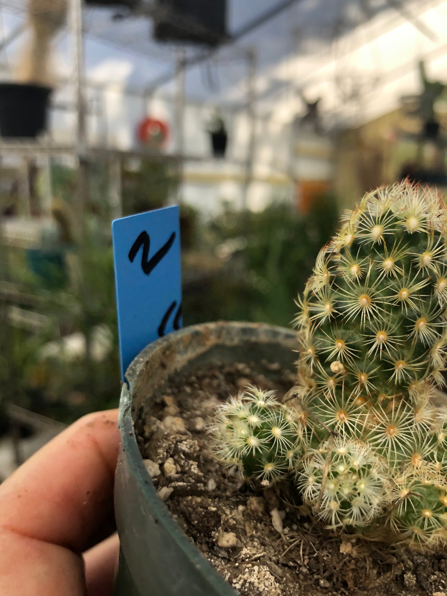 Mammillaria elongata Lady Finger 2.5" Tall #2B