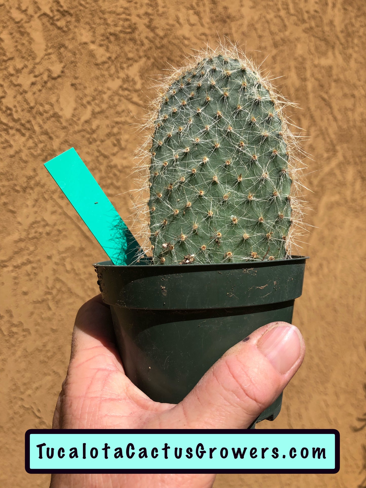 Opuntia pilifera (Cocoche loco)4.5"T 3"W #1G