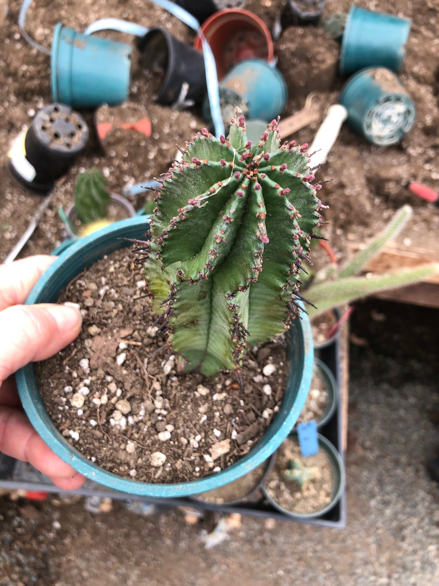 Euphorbia anoplia Green Tanzanian Zipper 5.5"Tall #80W