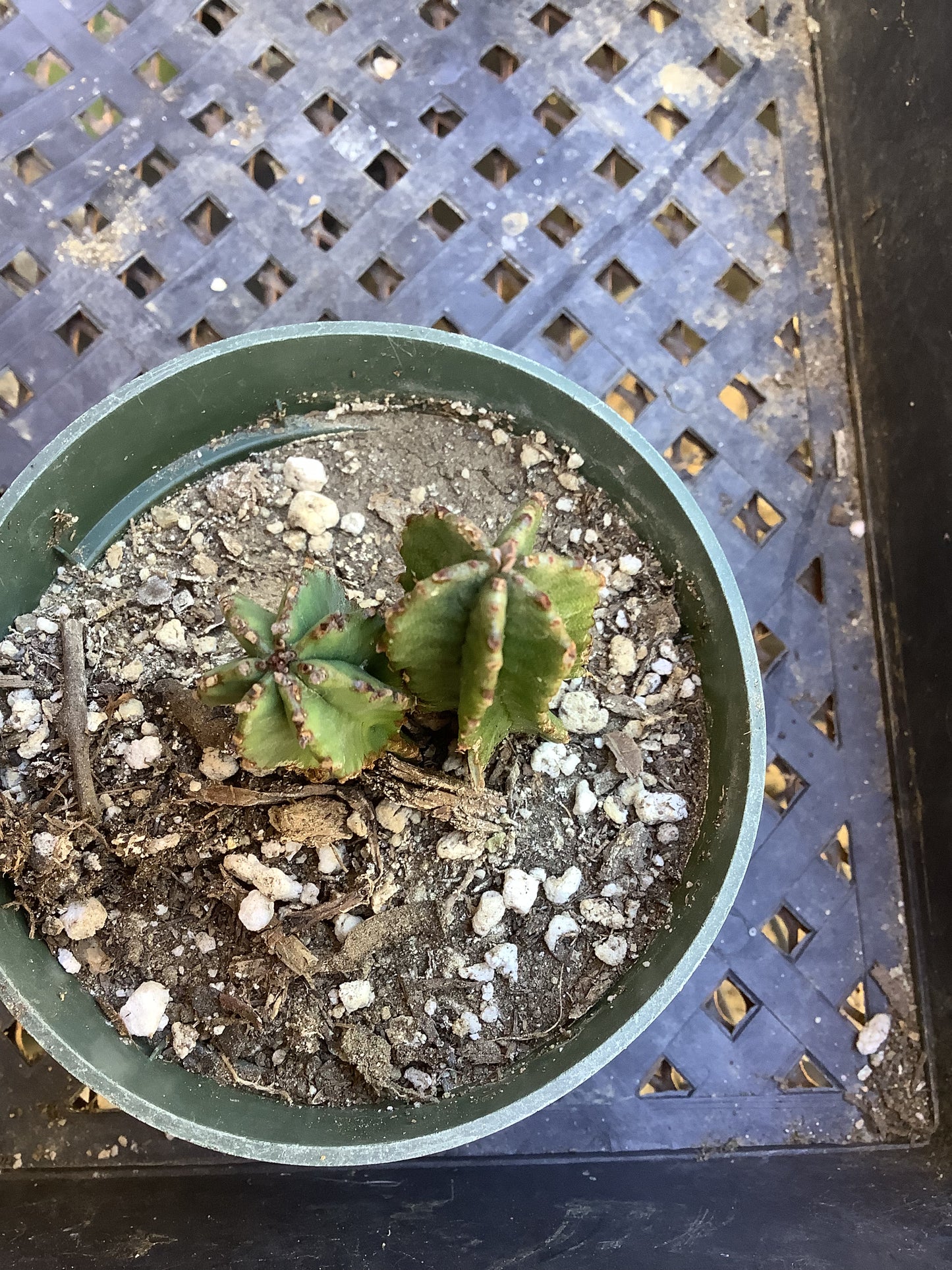 Euphorbia anoplia Green Tanzanian Zipper 2"Tall  #209G