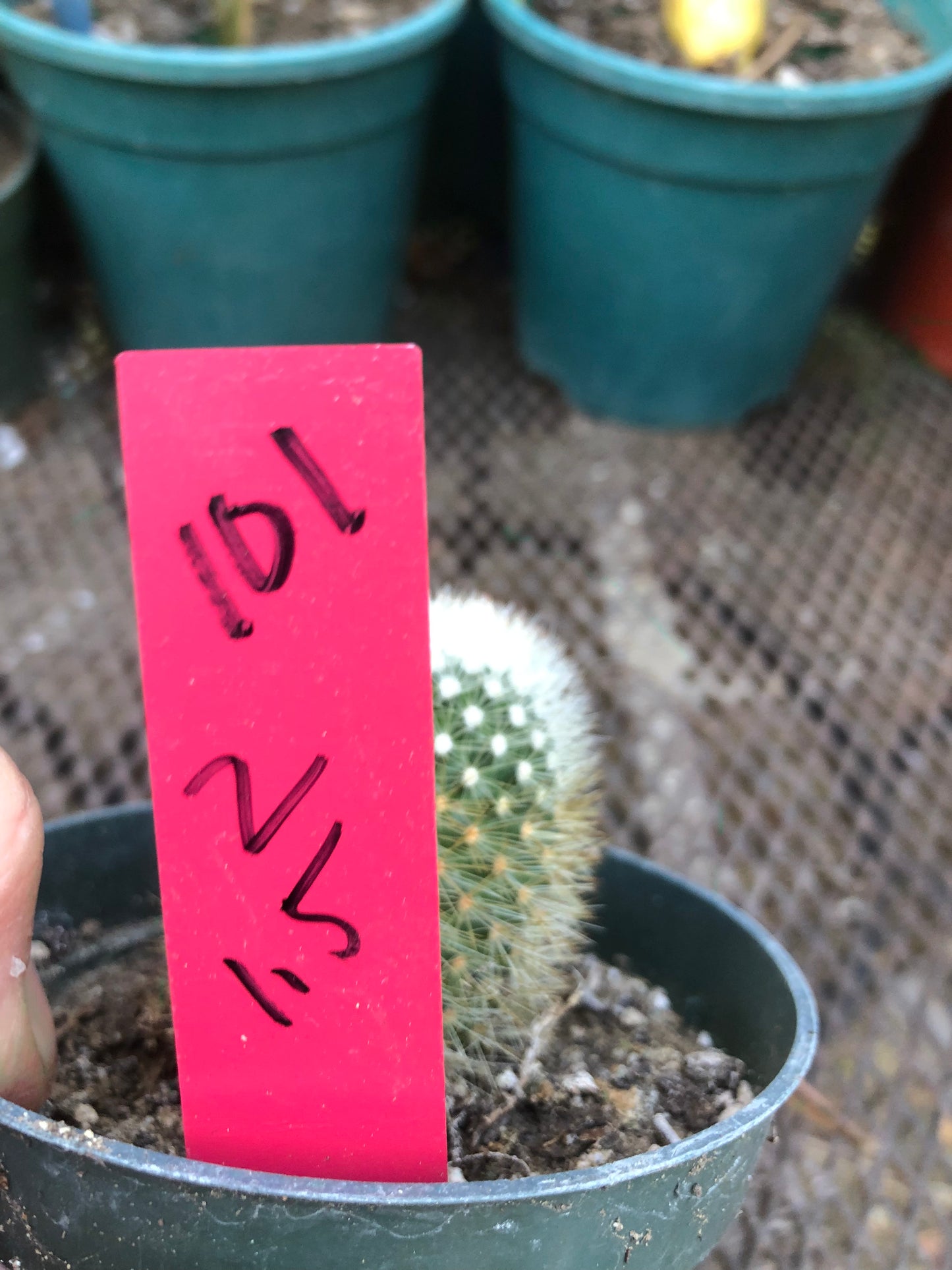Notocactus Parodia scopa Silver Ball/Snowball Cactus 2" Tall #101R