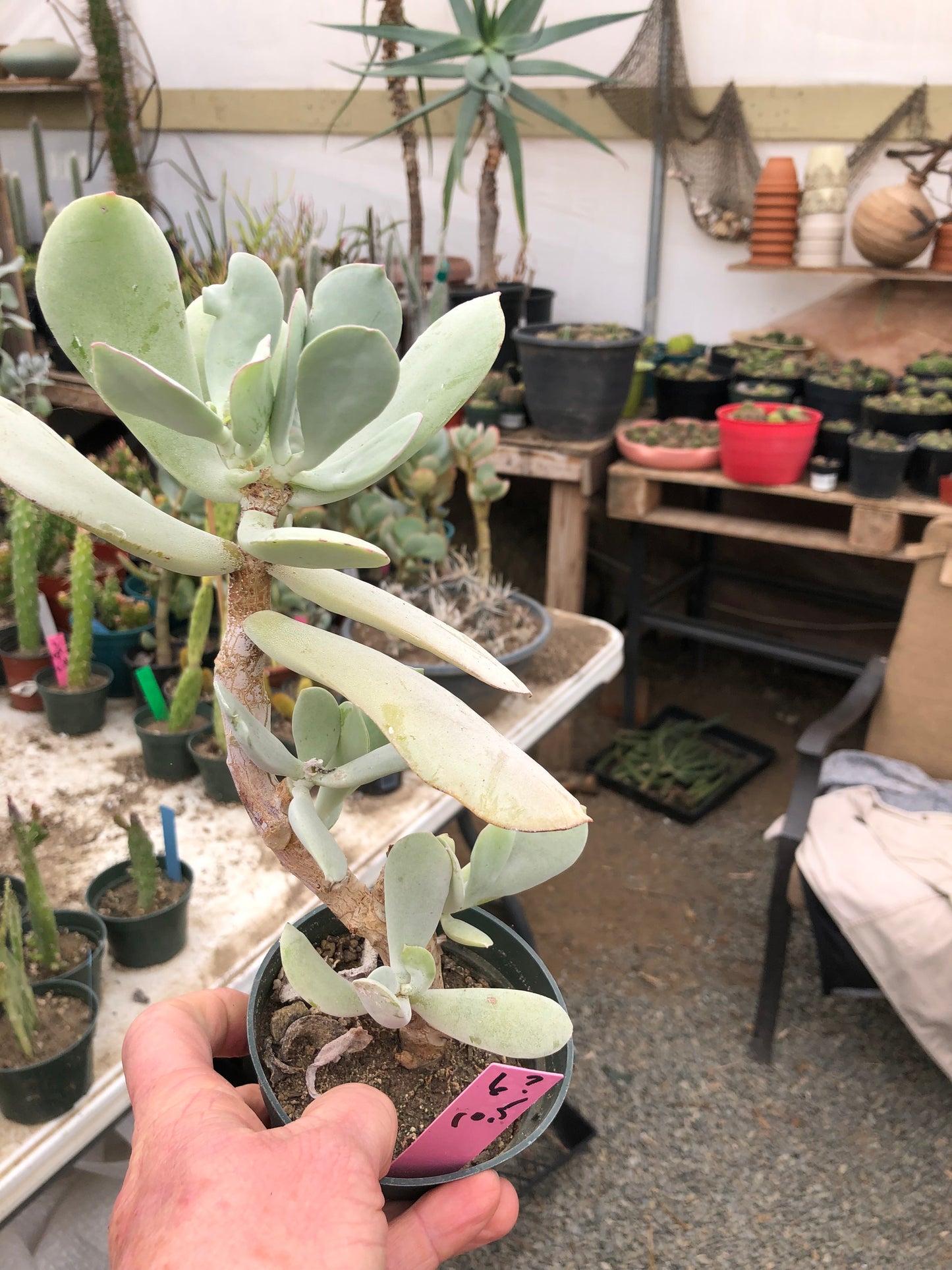 Cotyledon Silver Waves Succulent 10.5"Tall #6P