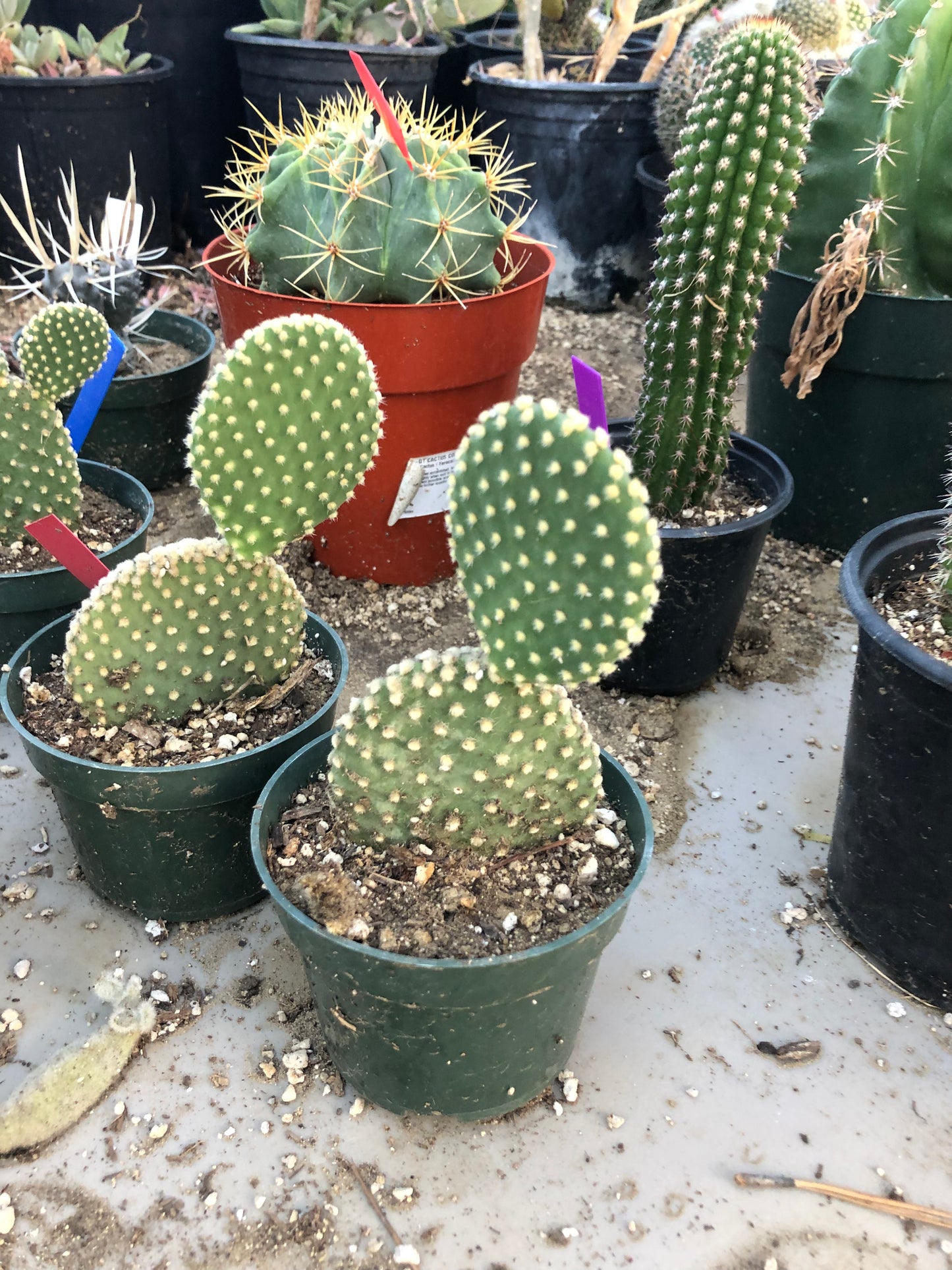 Opuntia microdasys Off White Bunny 5"Tall #51B