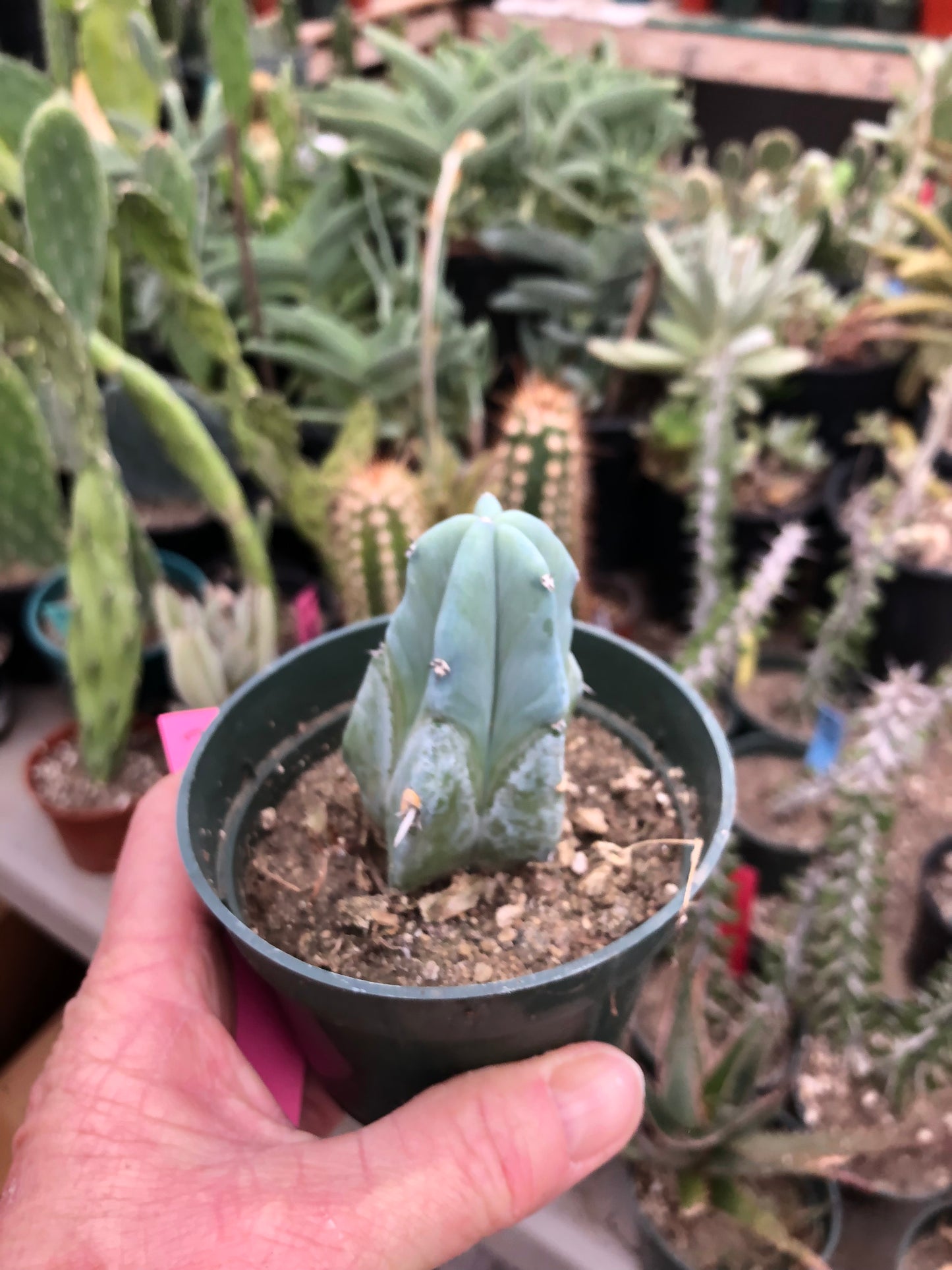 Myrtillocactus geometrizans Blue Myrtle Cactus 3”Tall #2P