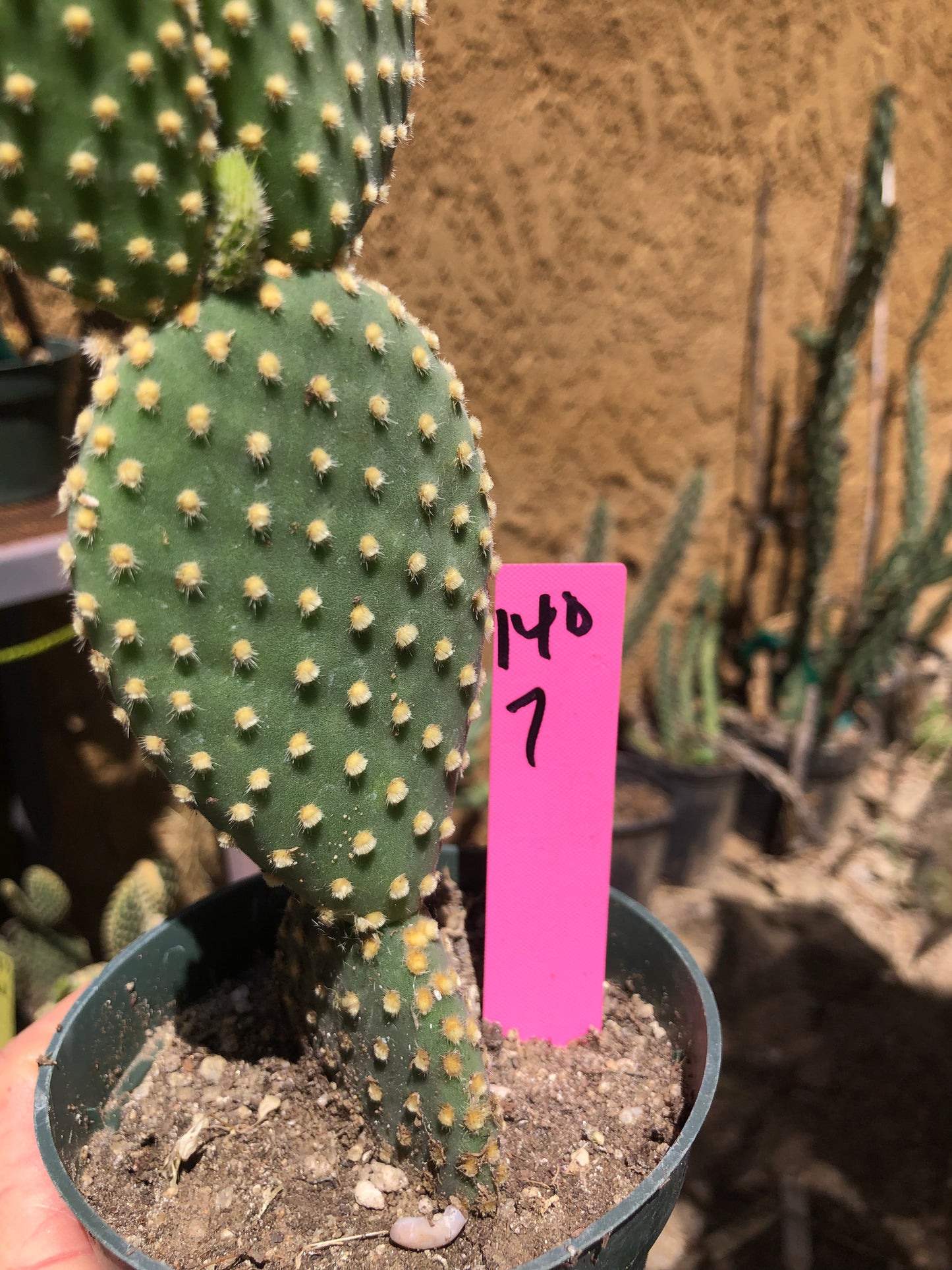 Opuntia microdasys Off White Bunny 7"Tall #140P