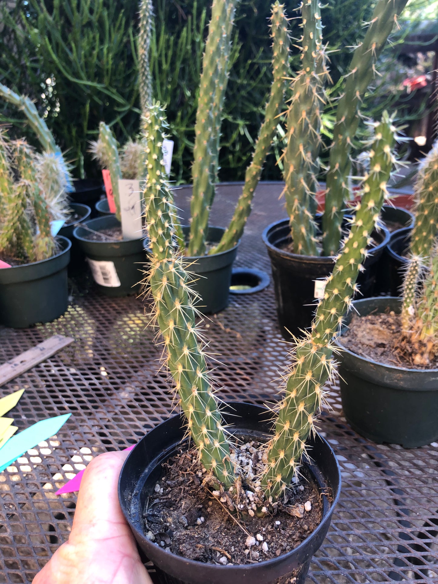 Cylindropuntia imbricata Buckhorn Cholla 11”Tall #5B