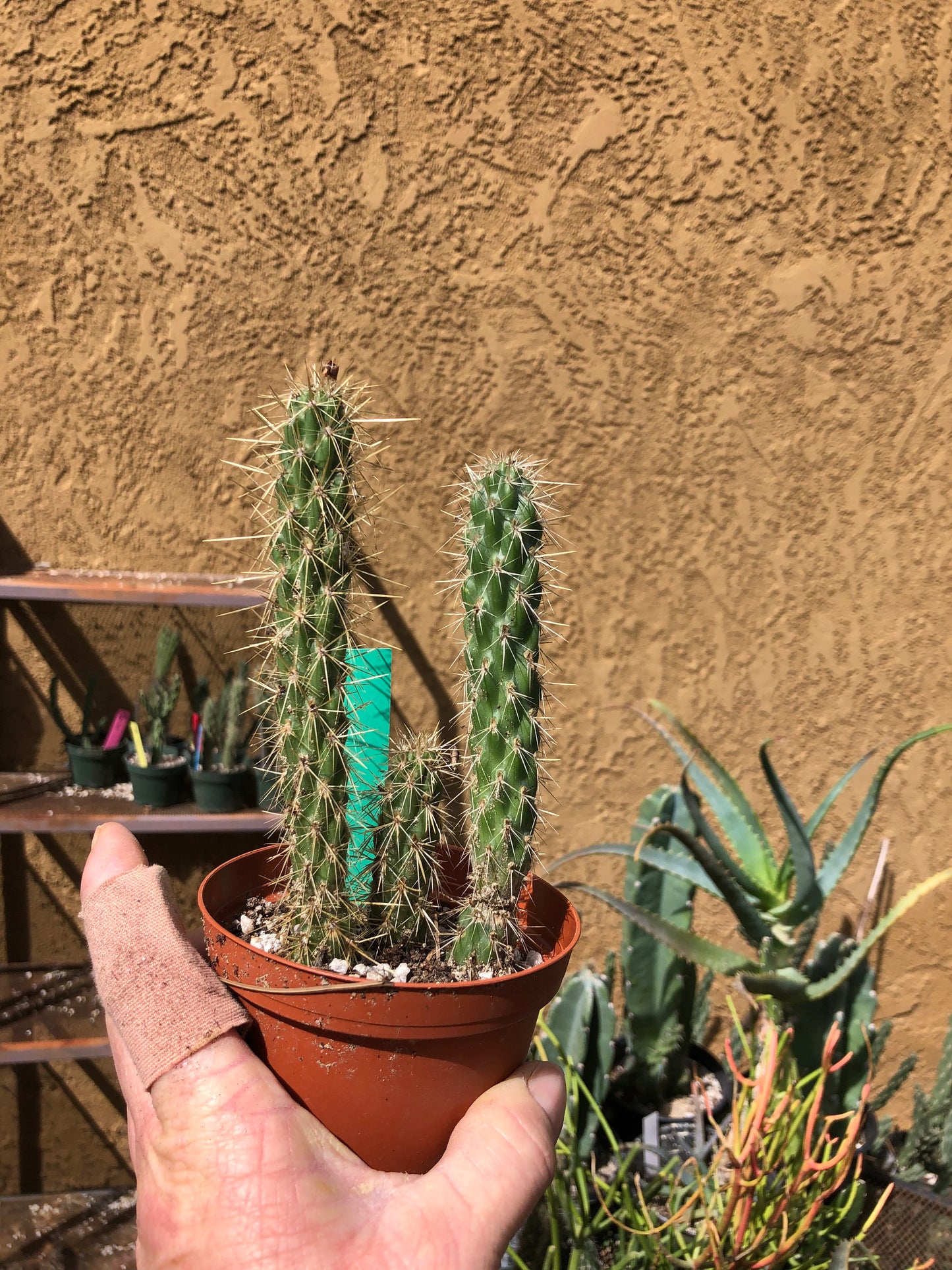 Cylindropuntia imbricata Buckhorn Cholla 6”Tall #1G