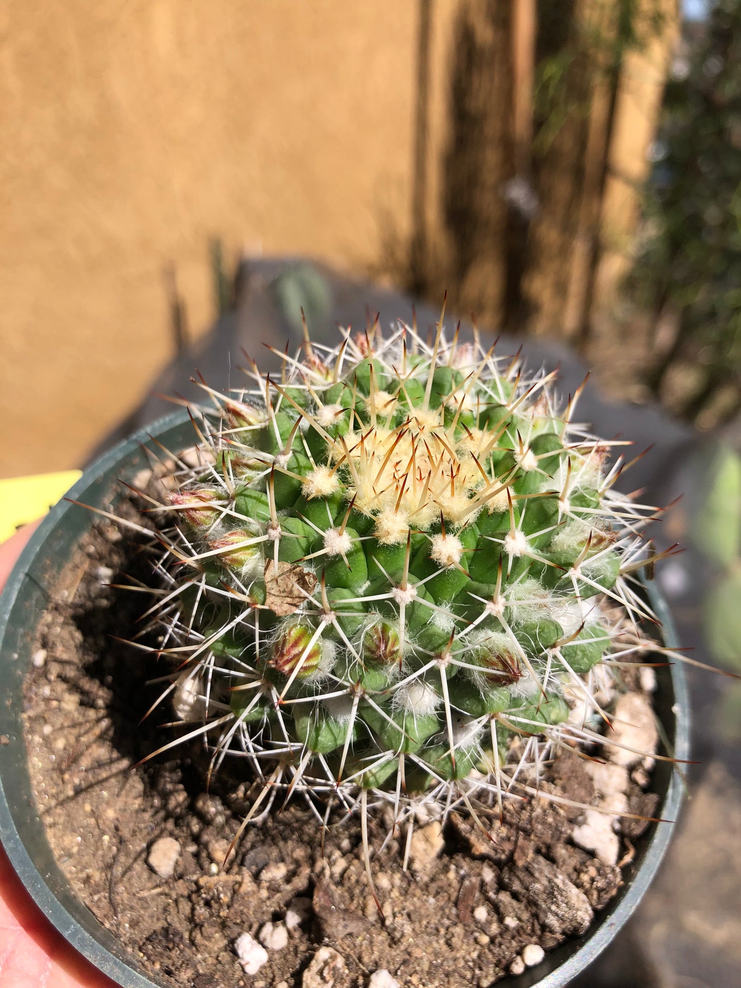 Mammillaria nejapensis Silver Arrows 2” Wide #24Y