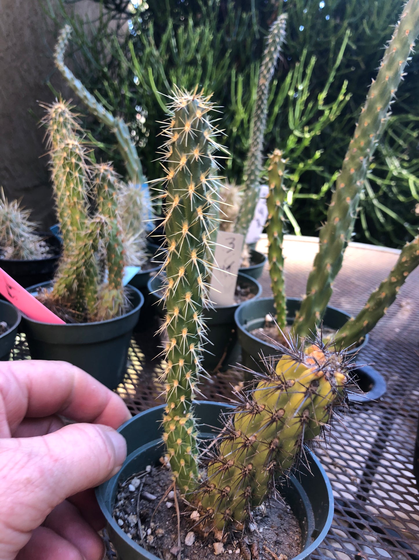 Cylindropuntia imbricata Buckhorn Cholla 7”Tall #7P
