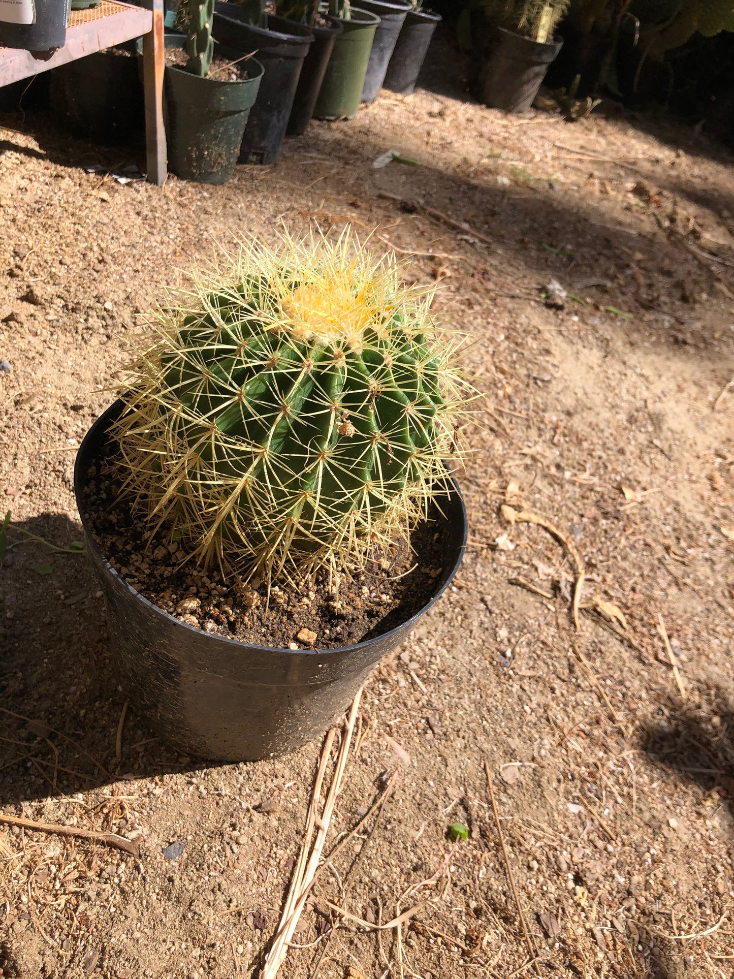 Echinocactus grusonii Golden Barrel 7"Wide #26W