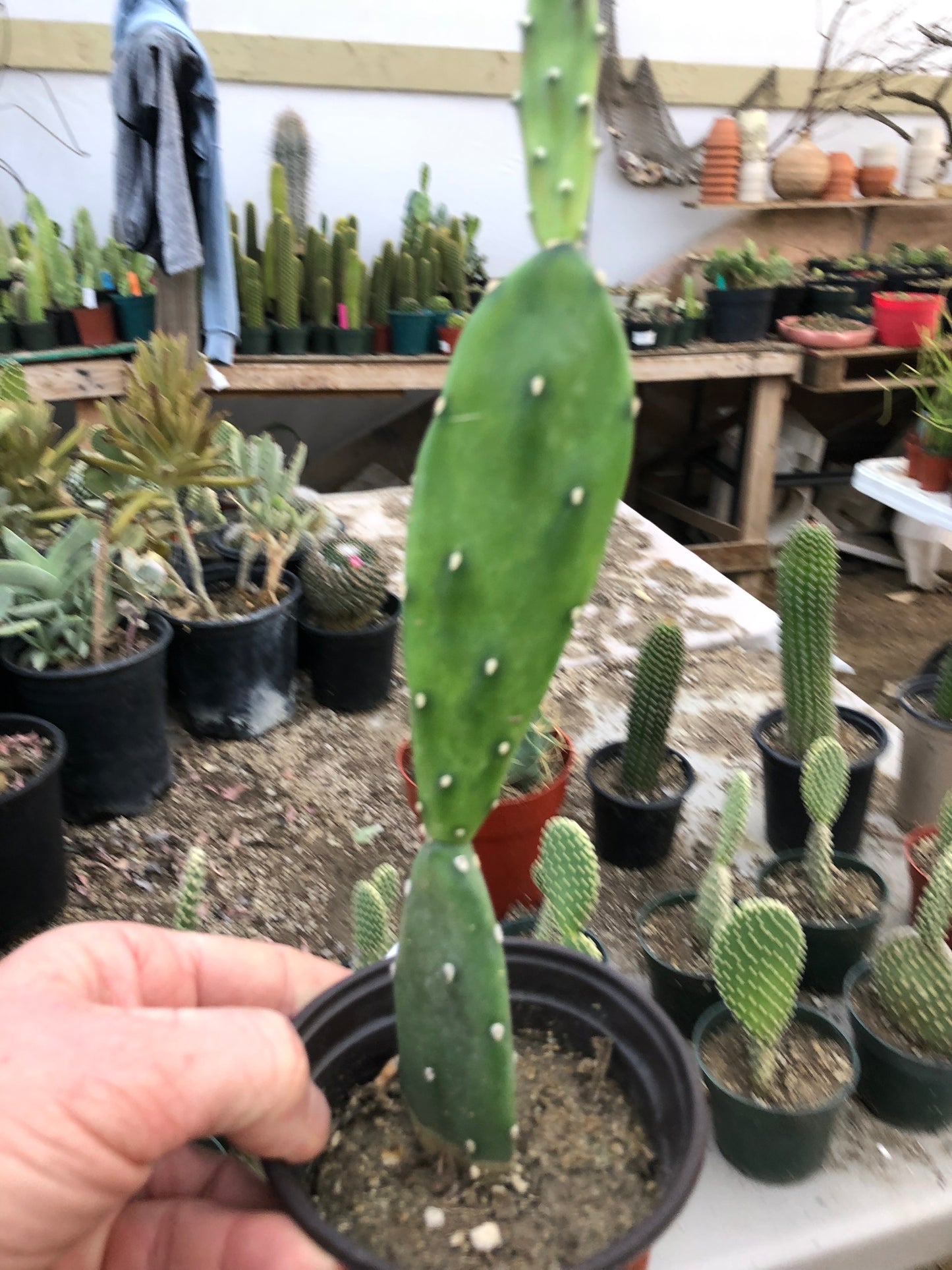 Opuntia canterae elata Ground Crawler 10"T #10W