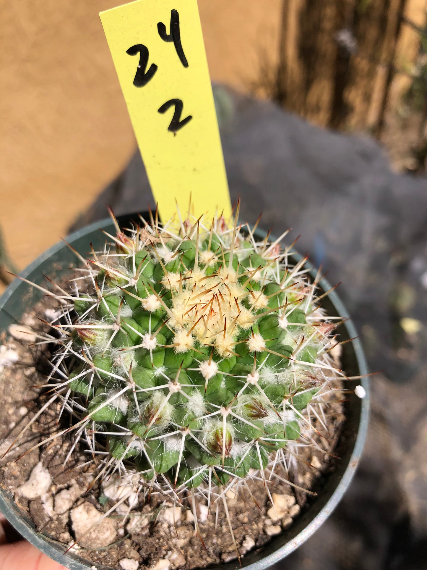 Mammillaria nejapensis Silver Arrows 2” Wide #24Y