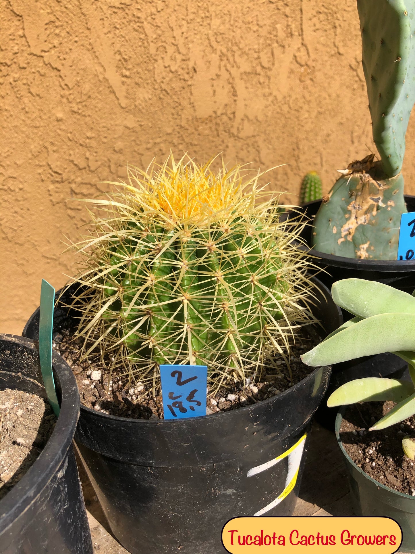 Echinocactus grusonii Golden Barrel 5"Wide #2B
