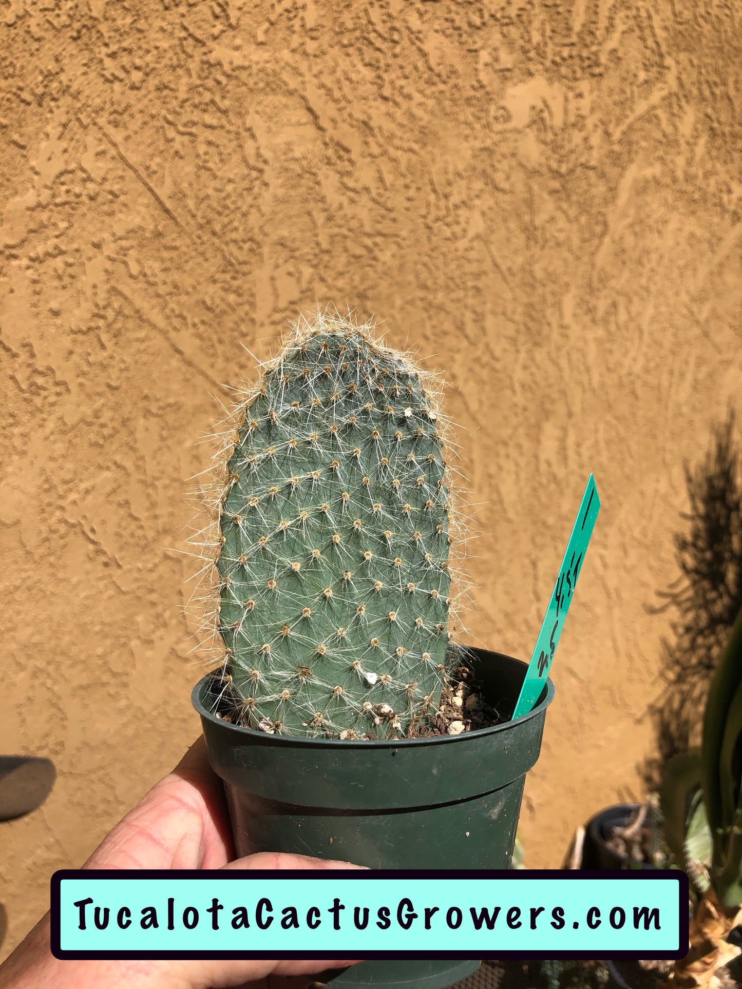 Opuntia pilifera (Cocoche loco)4.5"T 3"W #1G