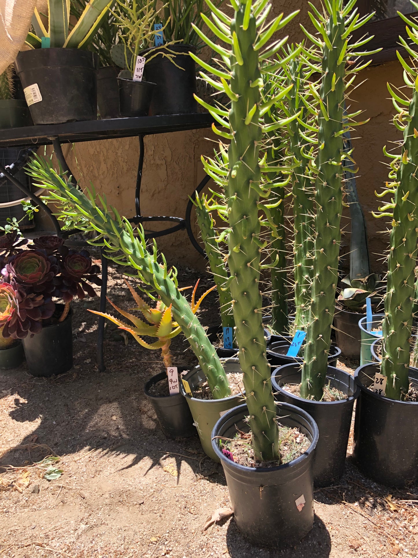 Austrocylindropuntia Full Size Eve's Needle 26"Tall #26P