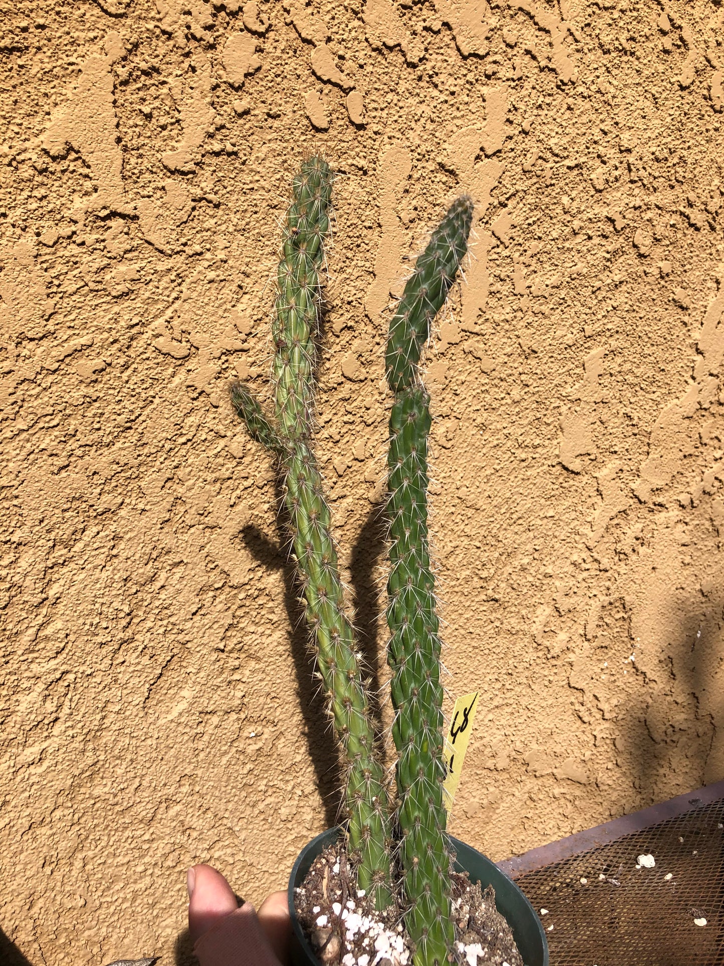 Cylindropuntia imbricata Buckhorn Cholla 11”Tall #68Y