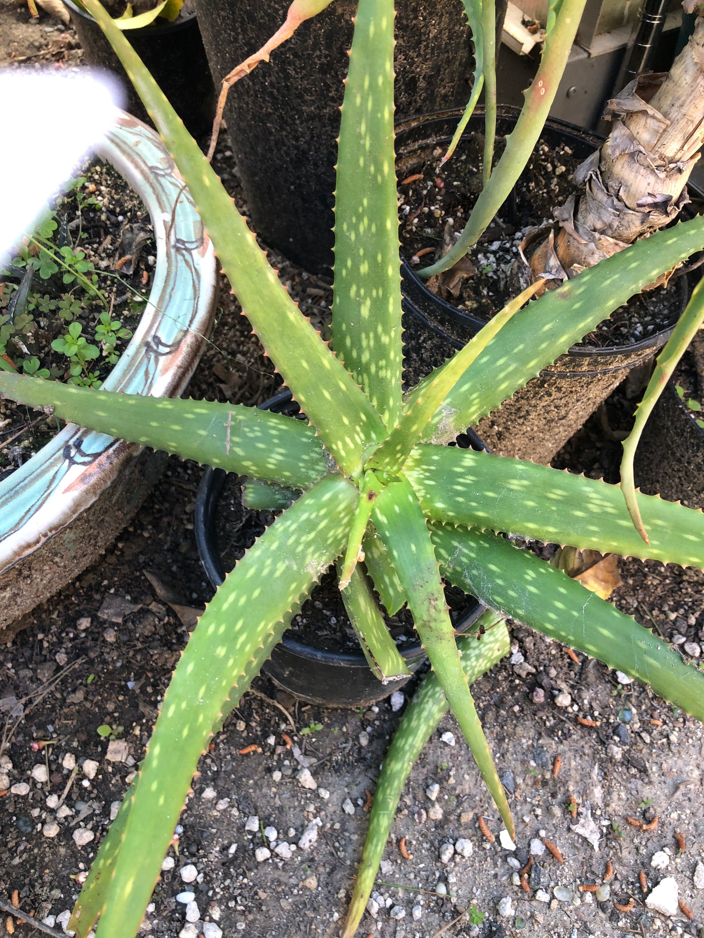 Aloe dorotheae 14" Tall 18" Wide #1W